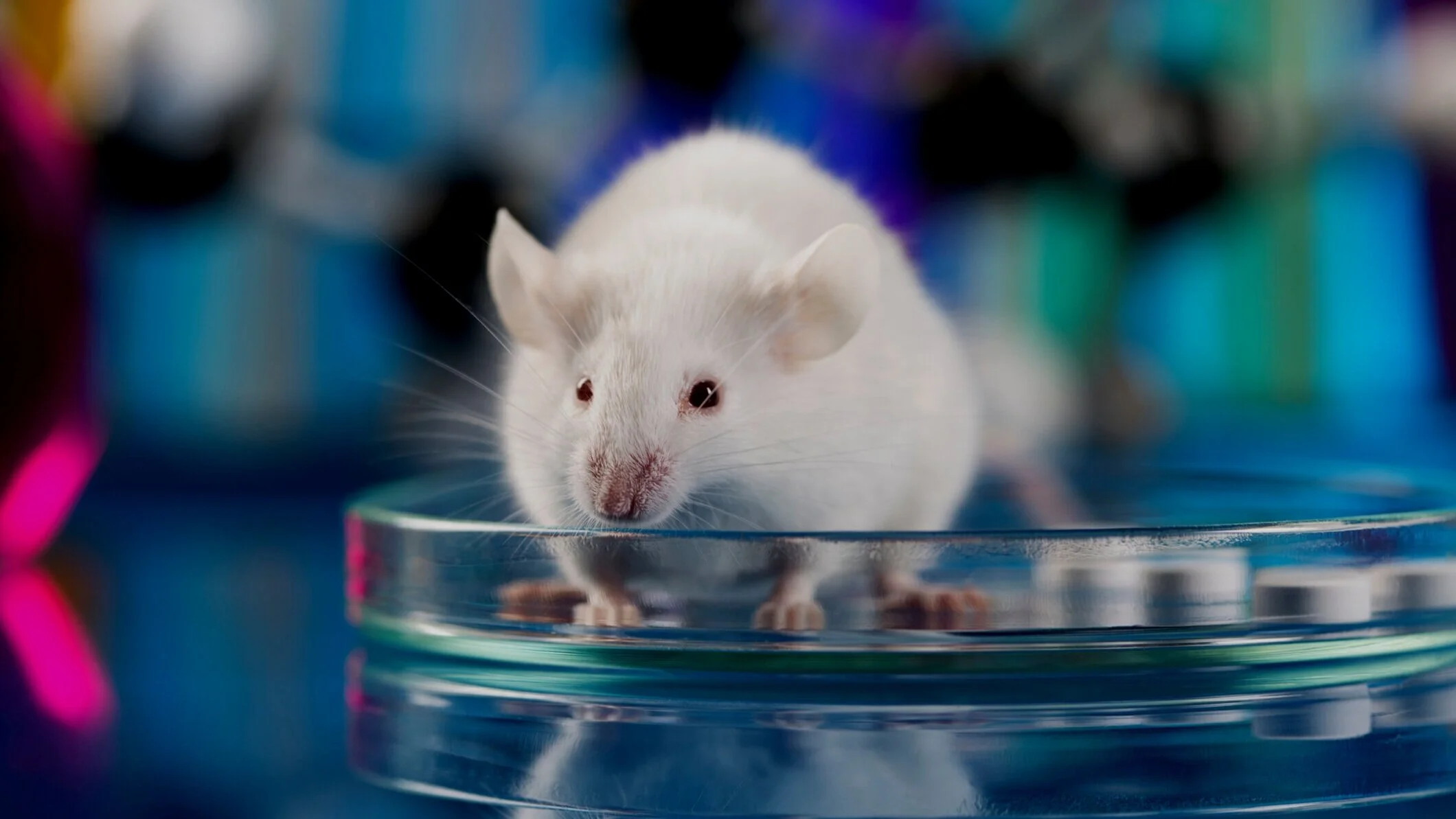 Rat FGF-2/FGF basic/HBGH-2 — Aimplex Biosciences, Inc.