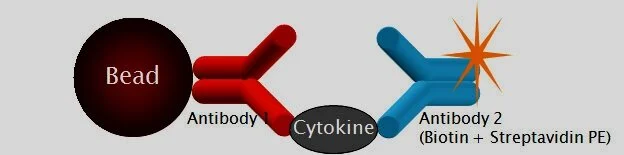 Principle+copy.jpg