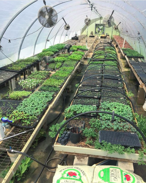 The greenhouse for Amy's Organic Garden that grows and sells vegetables, small fruits and cut flowers on their organic farm in historic Charles City County, VA.