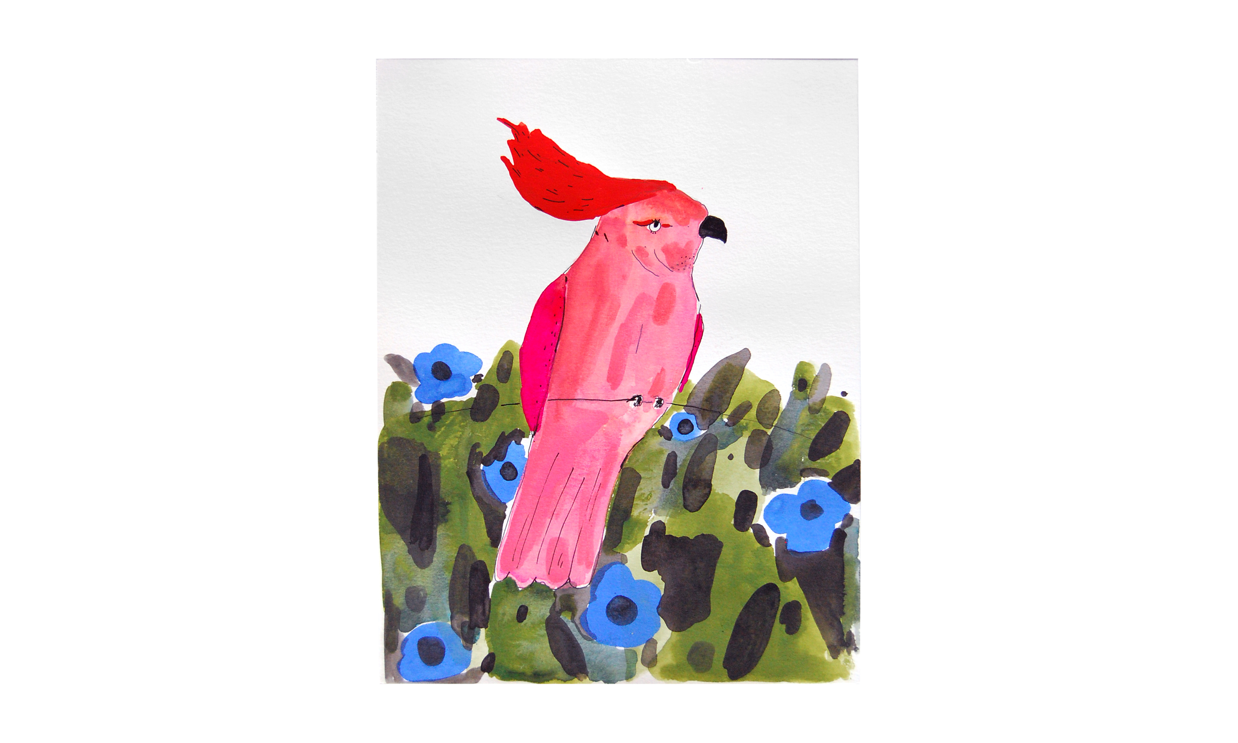 Leadbetter Cockatoo, ink, watercolor and gouache on paper, 9" x 12", $250 Contact us for purchase
