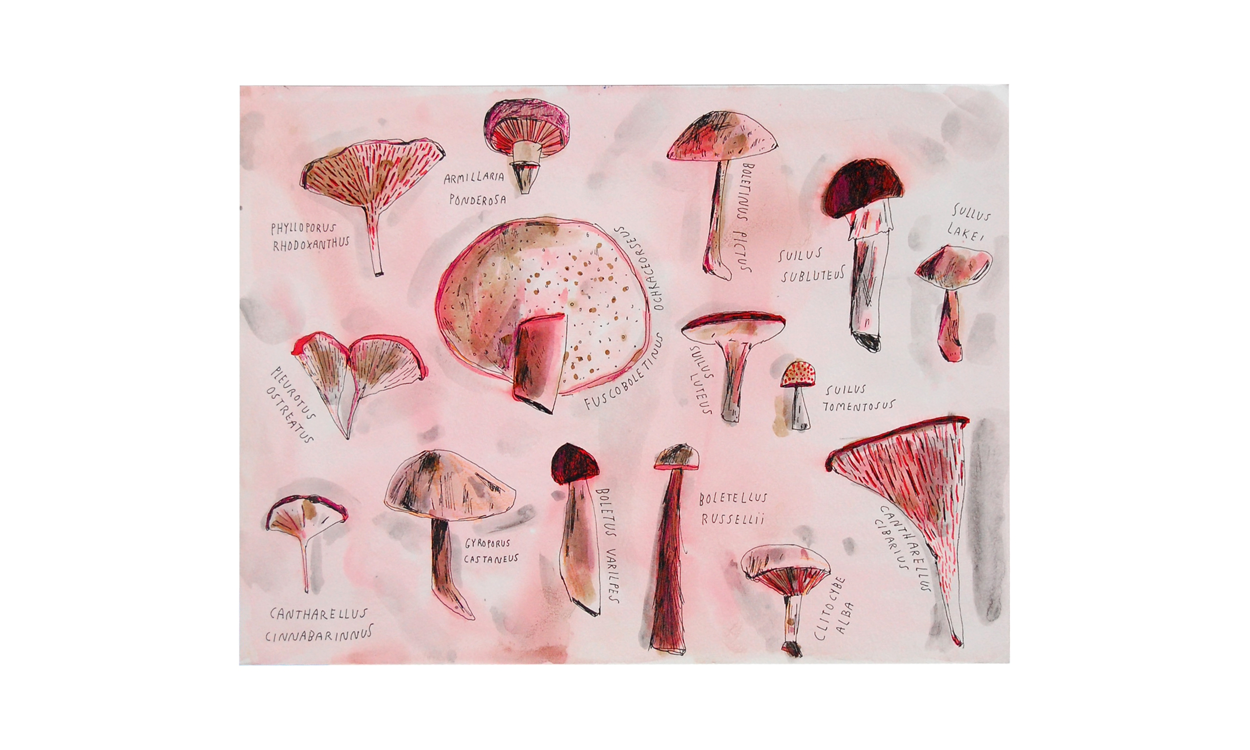 Wild Mushrooms, ink and watercolor on paper, 11.5" x 15.5", $250 Contact us for purchase