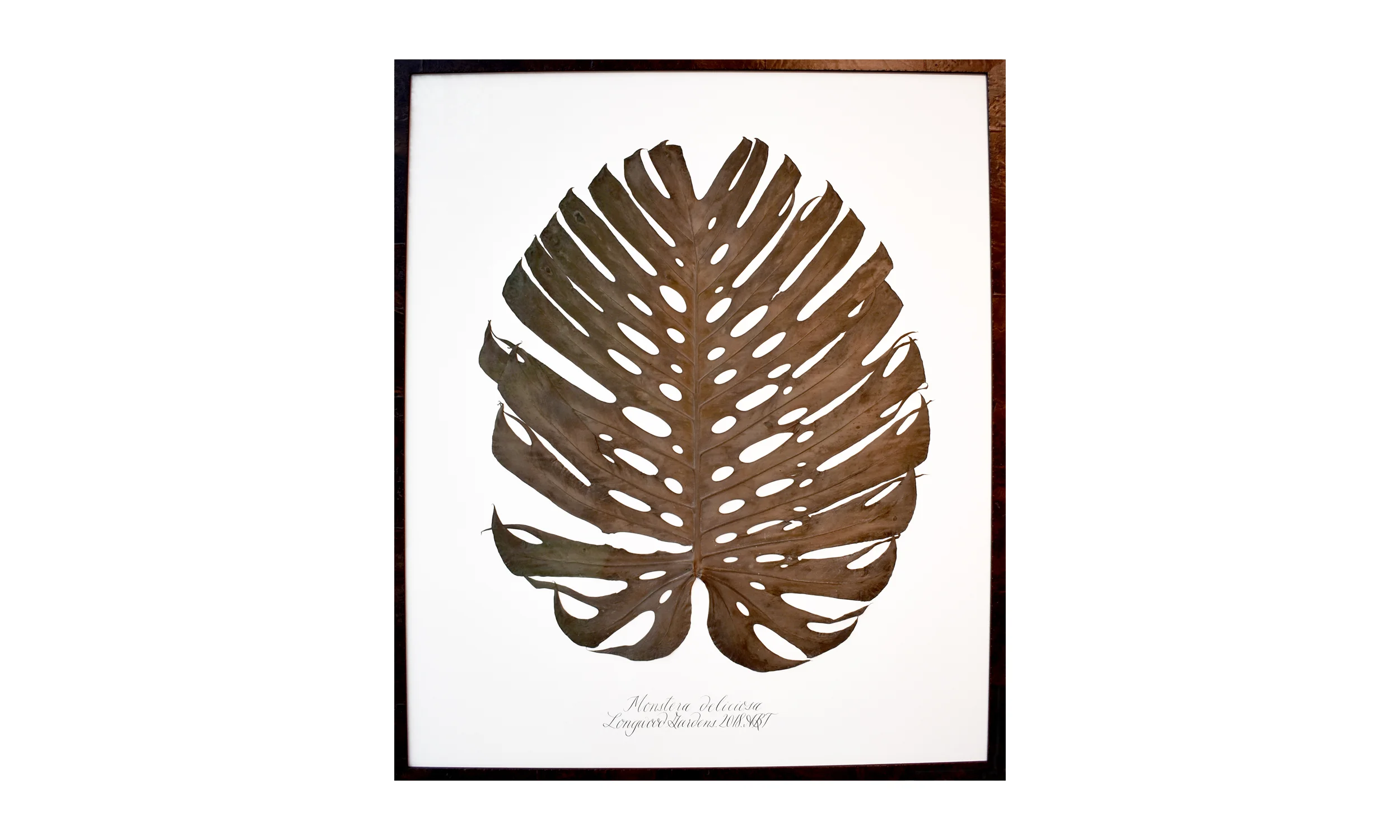 Monstera deliciosa, 42 x 50 inches, $ 3,800 Contact us for purchase