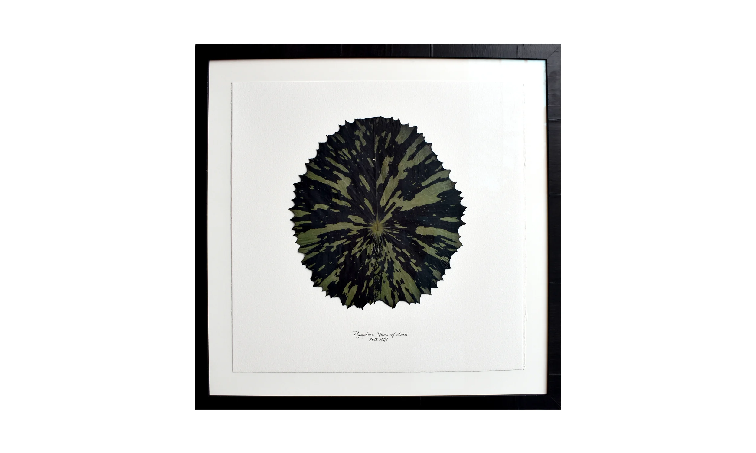Nymphaea 'Queen of Siam', 35.5 x 35.5 inches, $ 3,800 Contact us for purchase