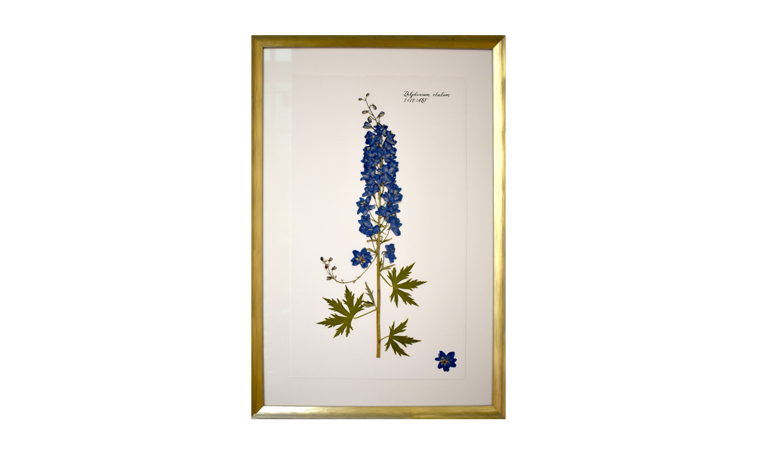 Delphinium elatum, 16.5 x 25 inches, $ 1,200 Contact us for purchase