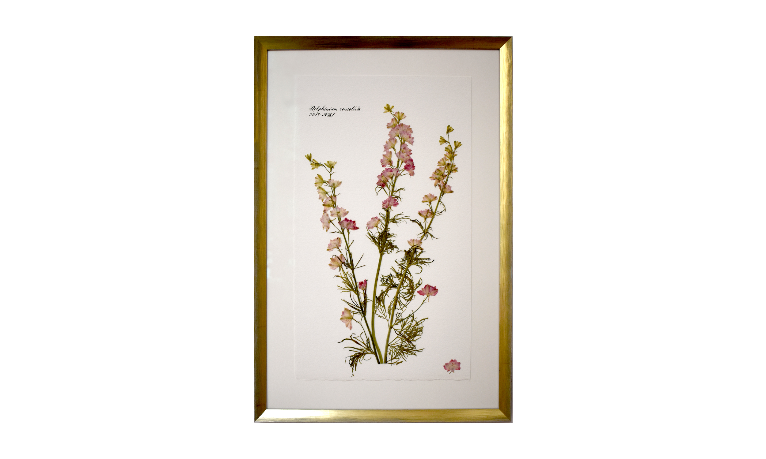 Delphinium consolida, 16.5 x 25 inches, $ 1,200 Contact us for purchase