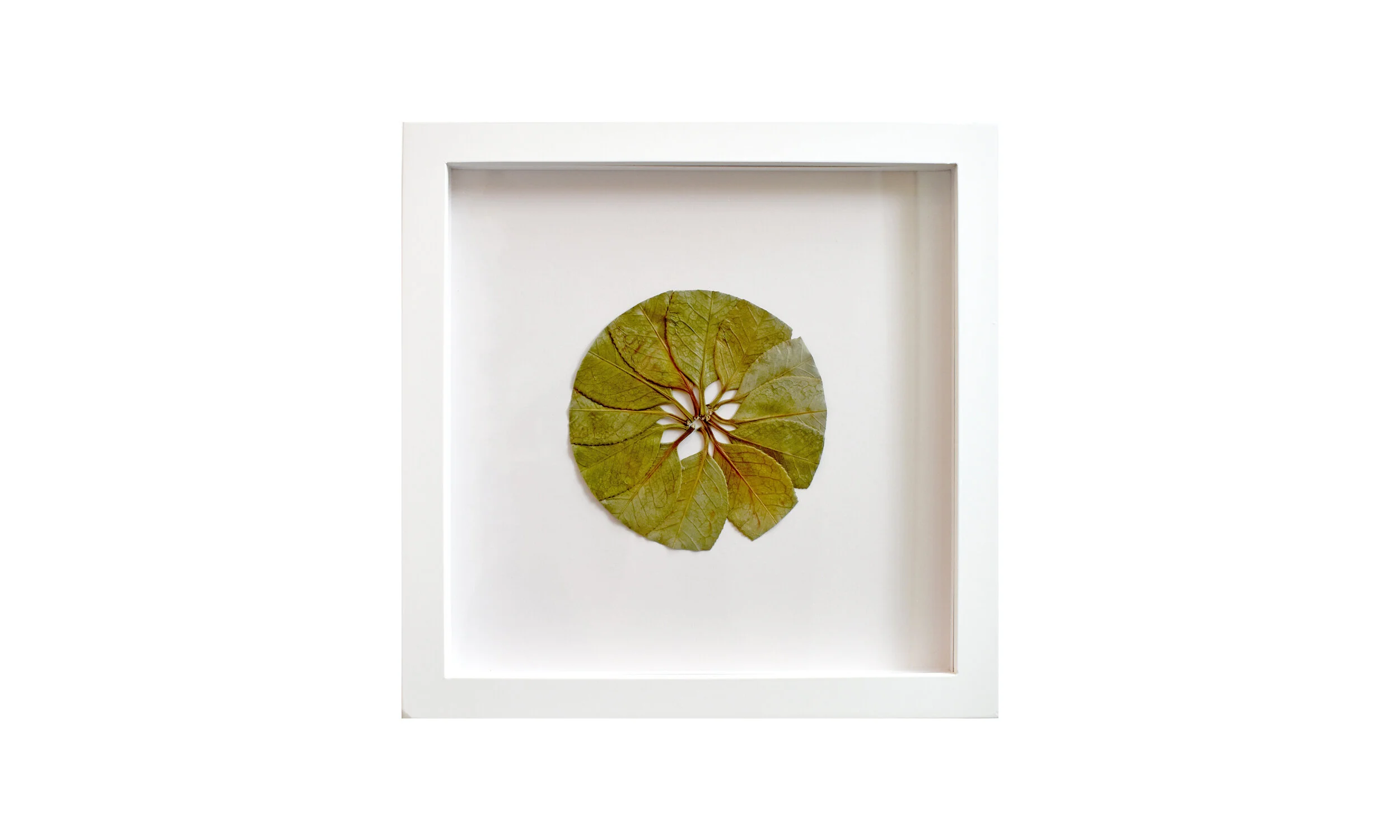 Implications , camellia leaves, 11.25” x11.25”, framed $ 650 Contact us for purchase