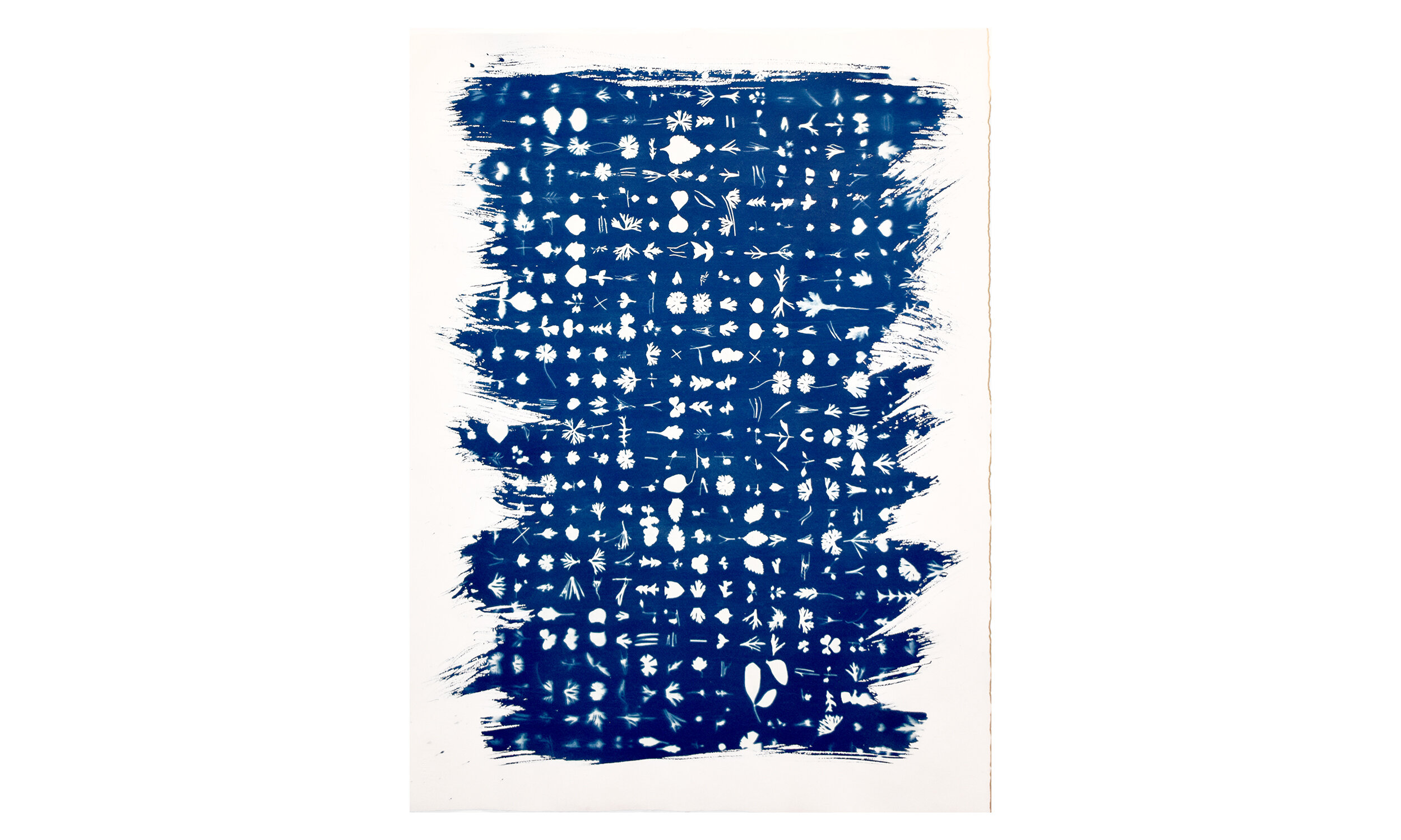 Reading through the lines, cyanotype on paper, 22” x 30”, unframed, $1,100 Contact us for purchase