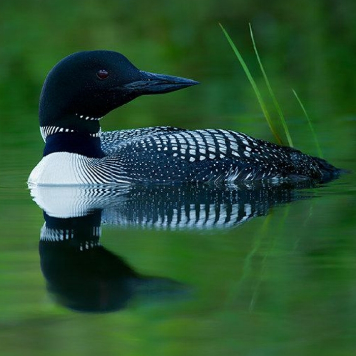Inspiration 1: Loon