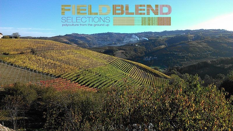 Get your holiday shopping off to a great start with another in-store wine tasting tomorrow, Saturday, 11/30 from 12-2 PM featuring Field Blend Selections 🛍️ Founded in 2017, @FieldBlendSelections is a wine importer and distributor based in New York 