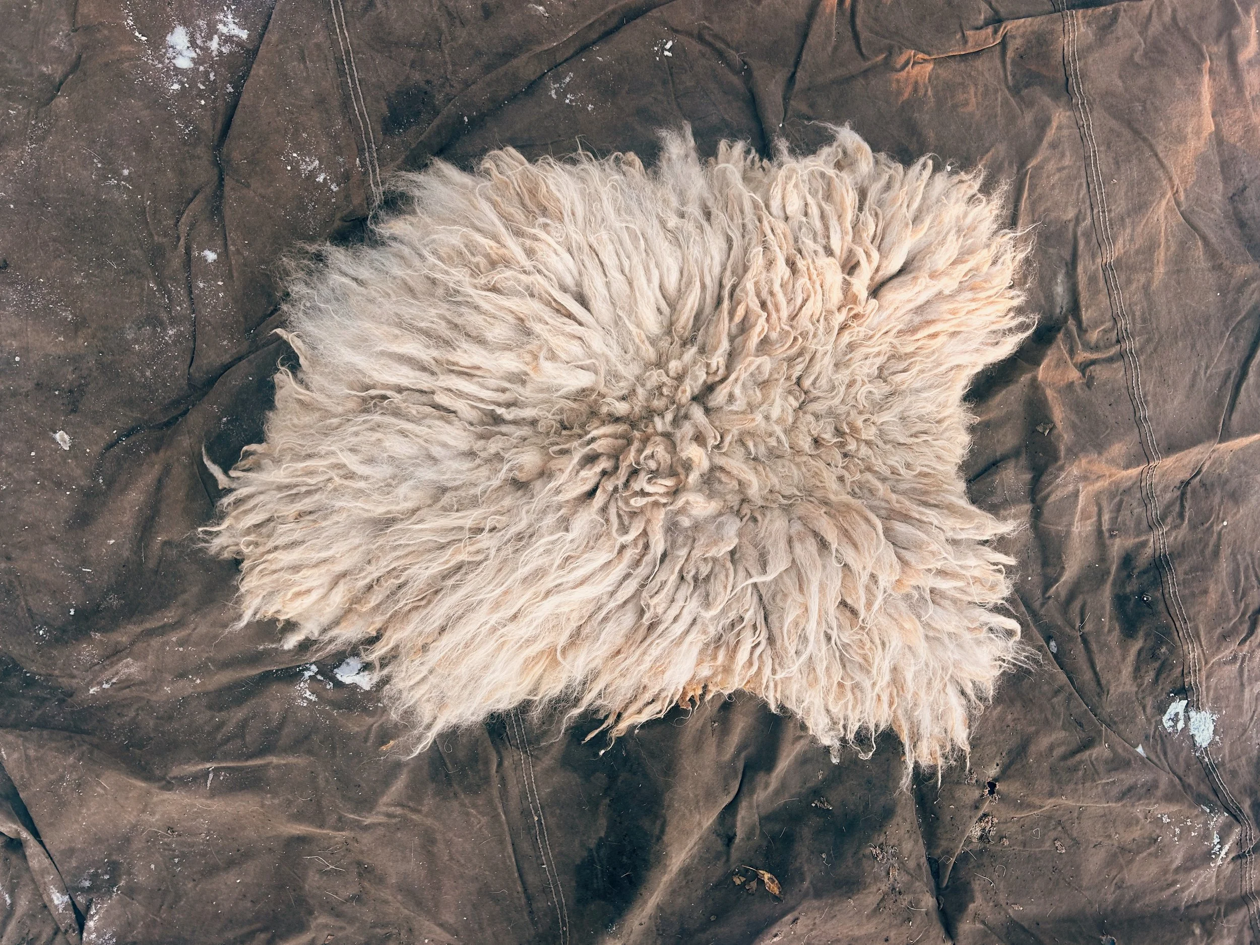 Sheep hide "Rudbekia"