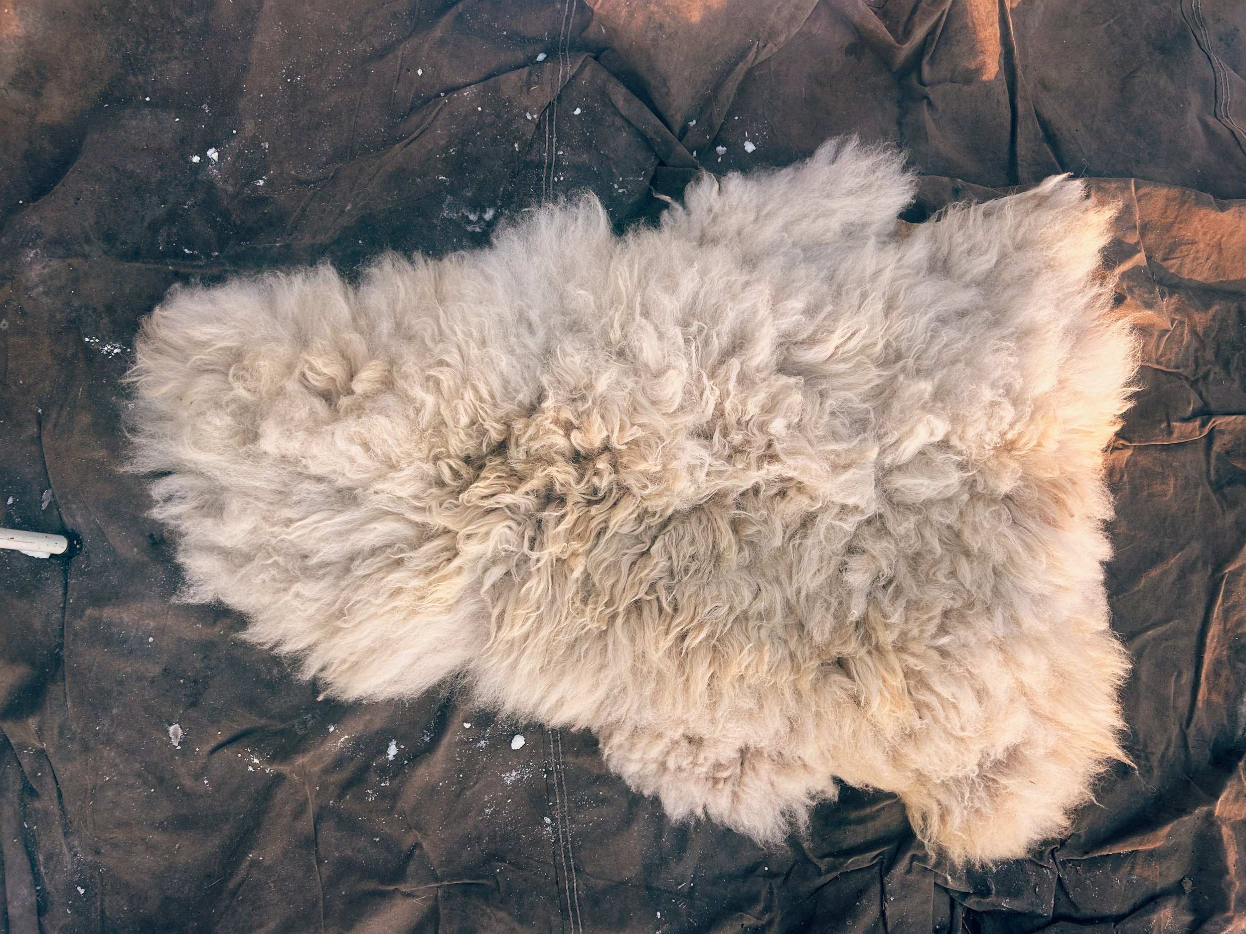 Sheep hide "Beebalm"