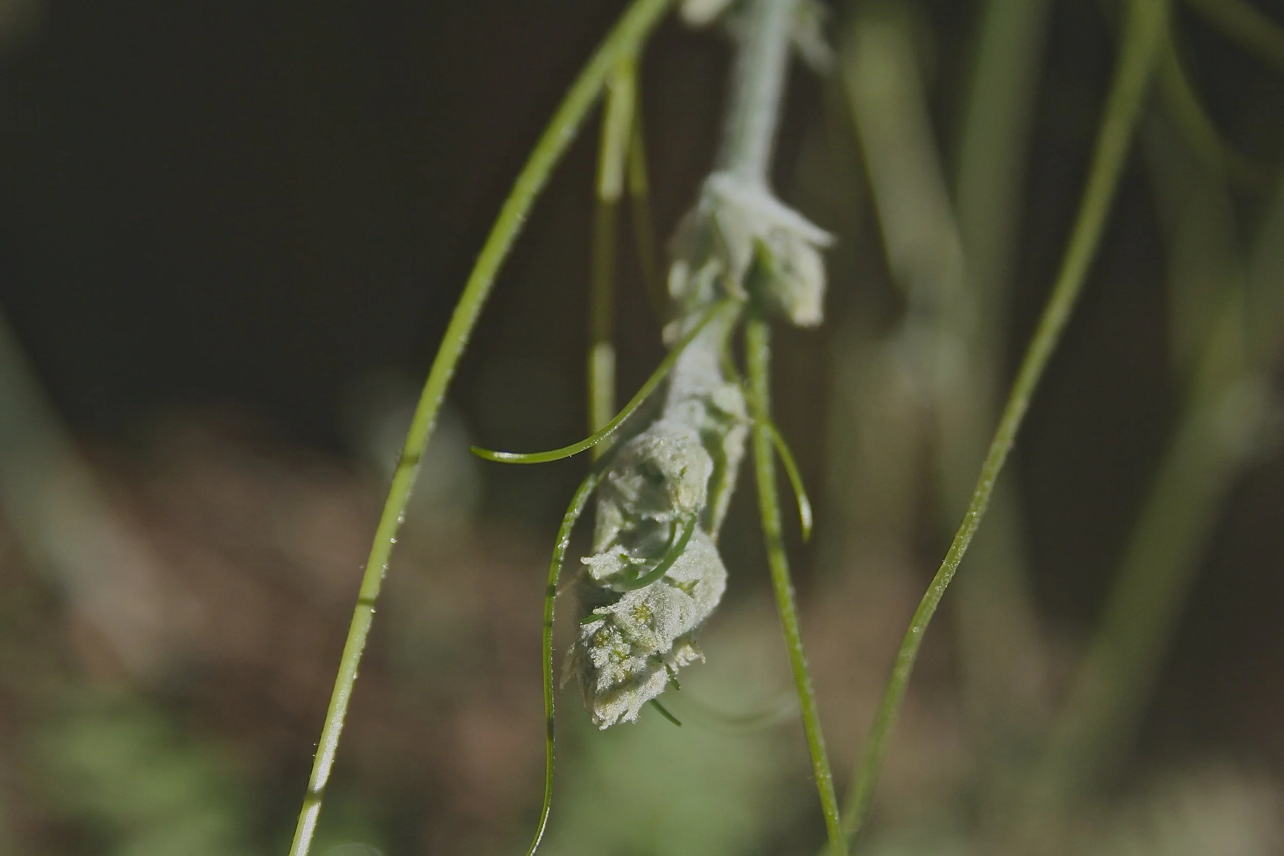 California Manroot/ Wild Cucumber, Marah fabaceus (Cucurbitaceae) last year.