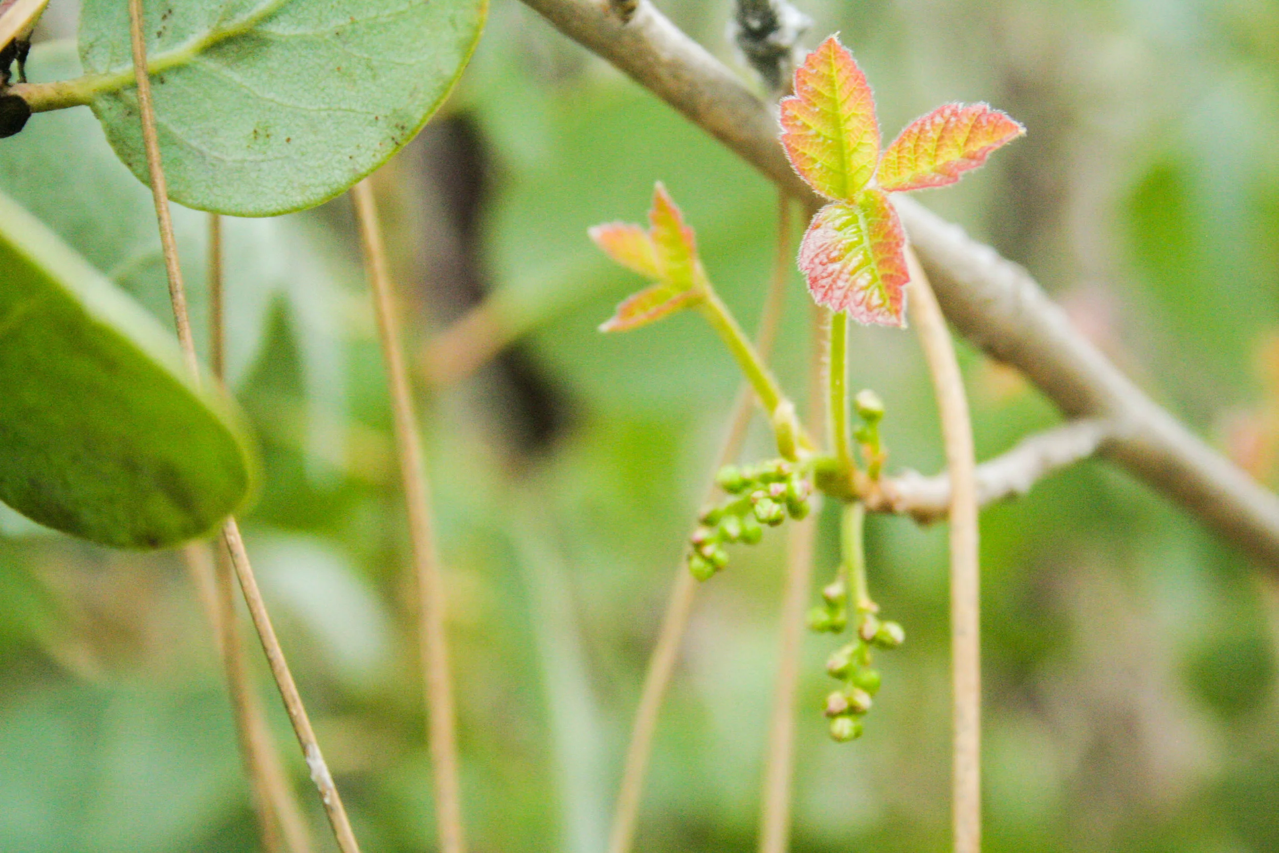 Poison Oak, Toxicodendron diversilobum (Anacardiaceae)