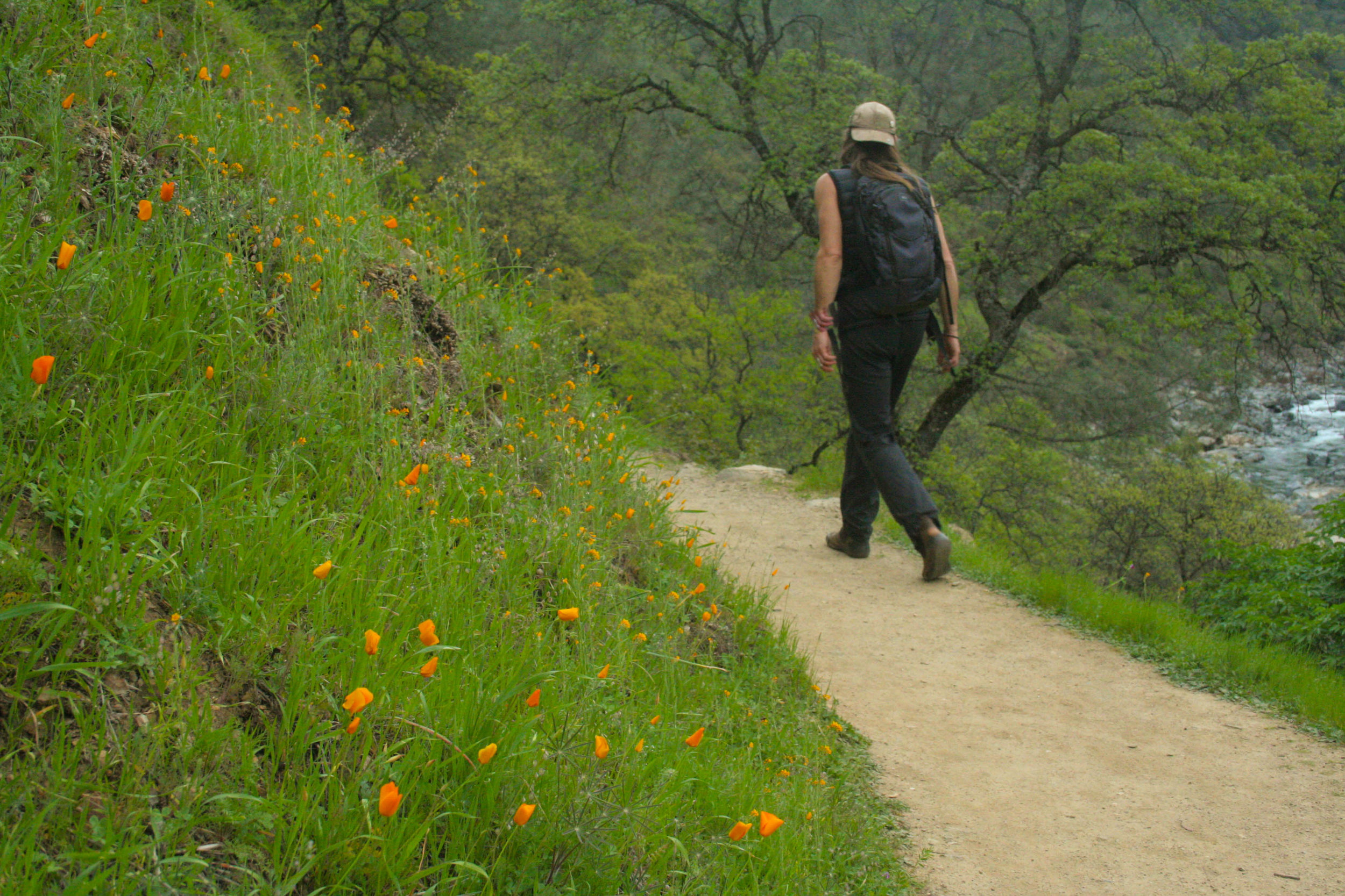 Hill of California Poppy, Eschscholzia californica (Papaveraceae)