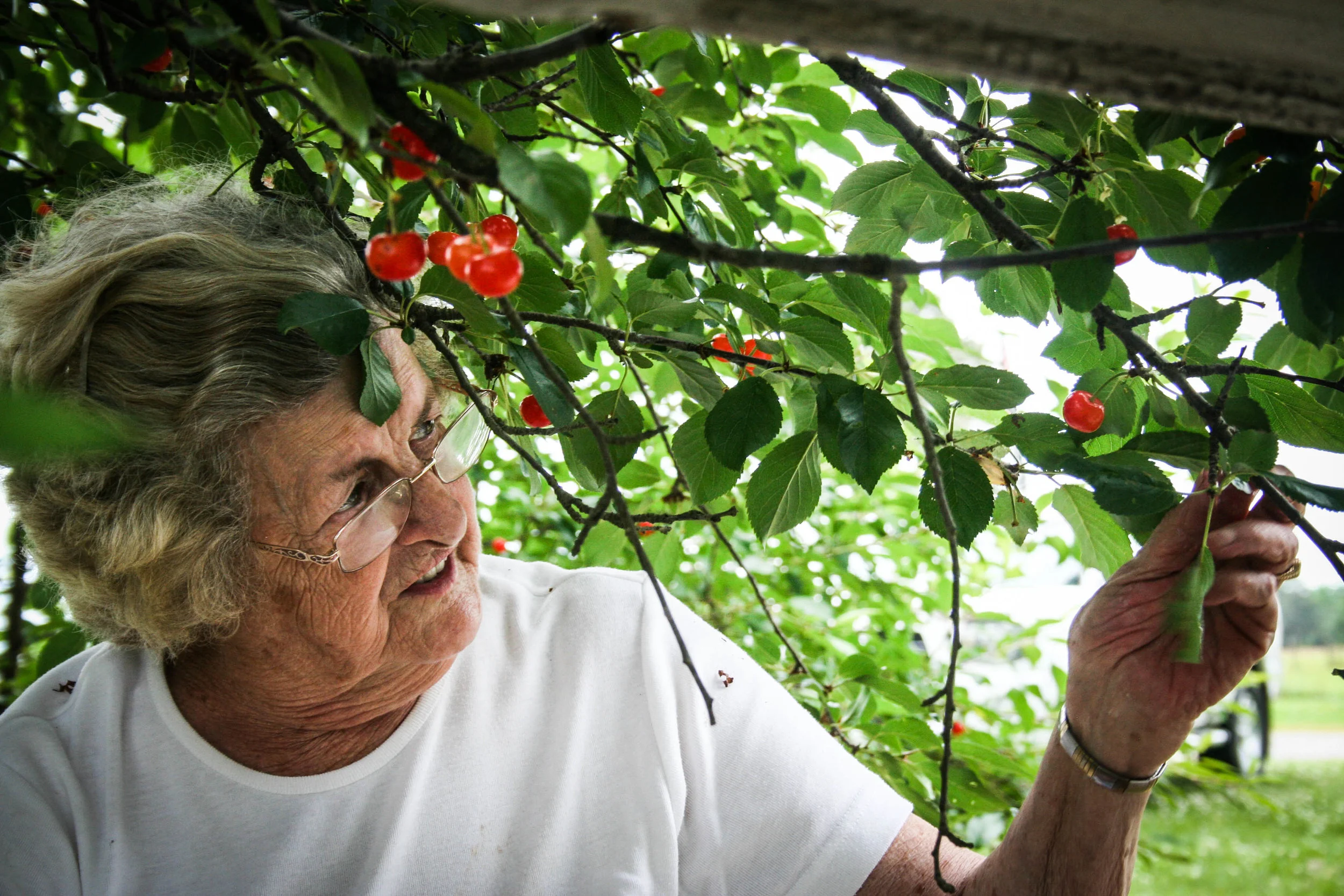 Mabel Jane, a great aunt, who is a wonderful storyteller, picks cherries from the old family trees.