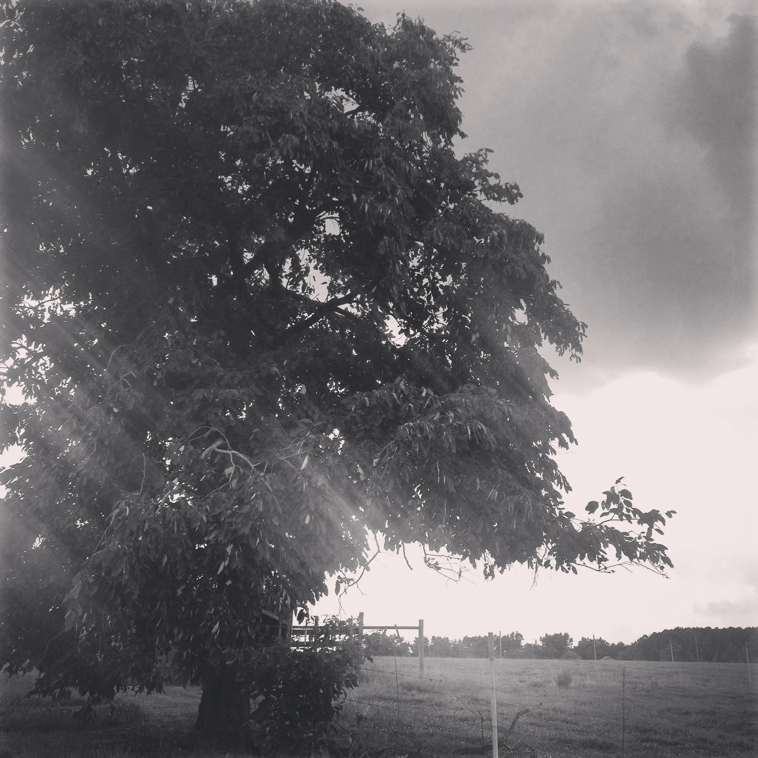 Actually, this is a persimmon tree, full of tannic skinned fruits, not the giant white oak I speak of. This tree hugs a fence line surrounded by cow fields.