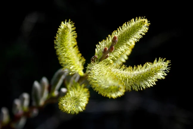 Willow flowering.