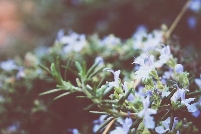 Rosemary flowering.