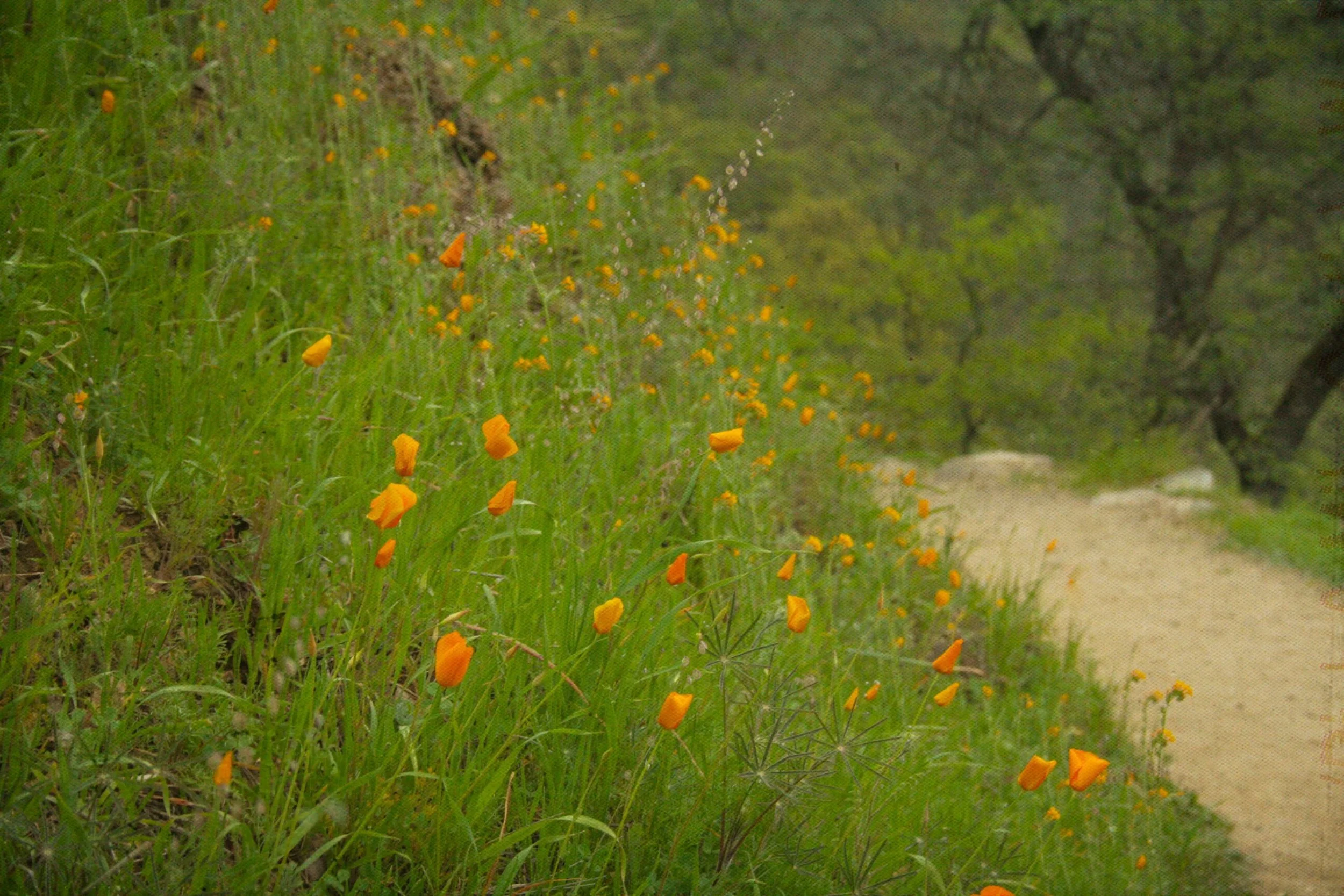 California Poppy flowering, Bridgeport State Park, CA.