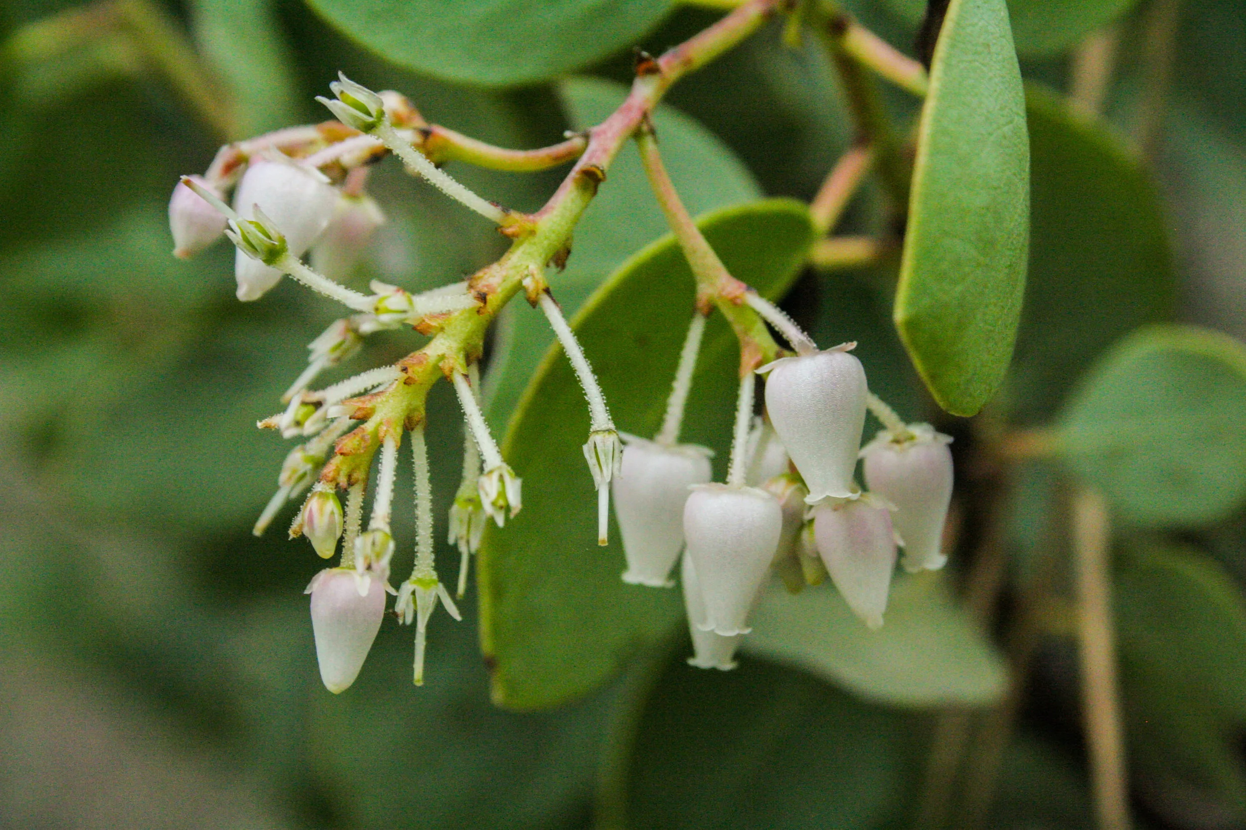 Manzanita flowering.