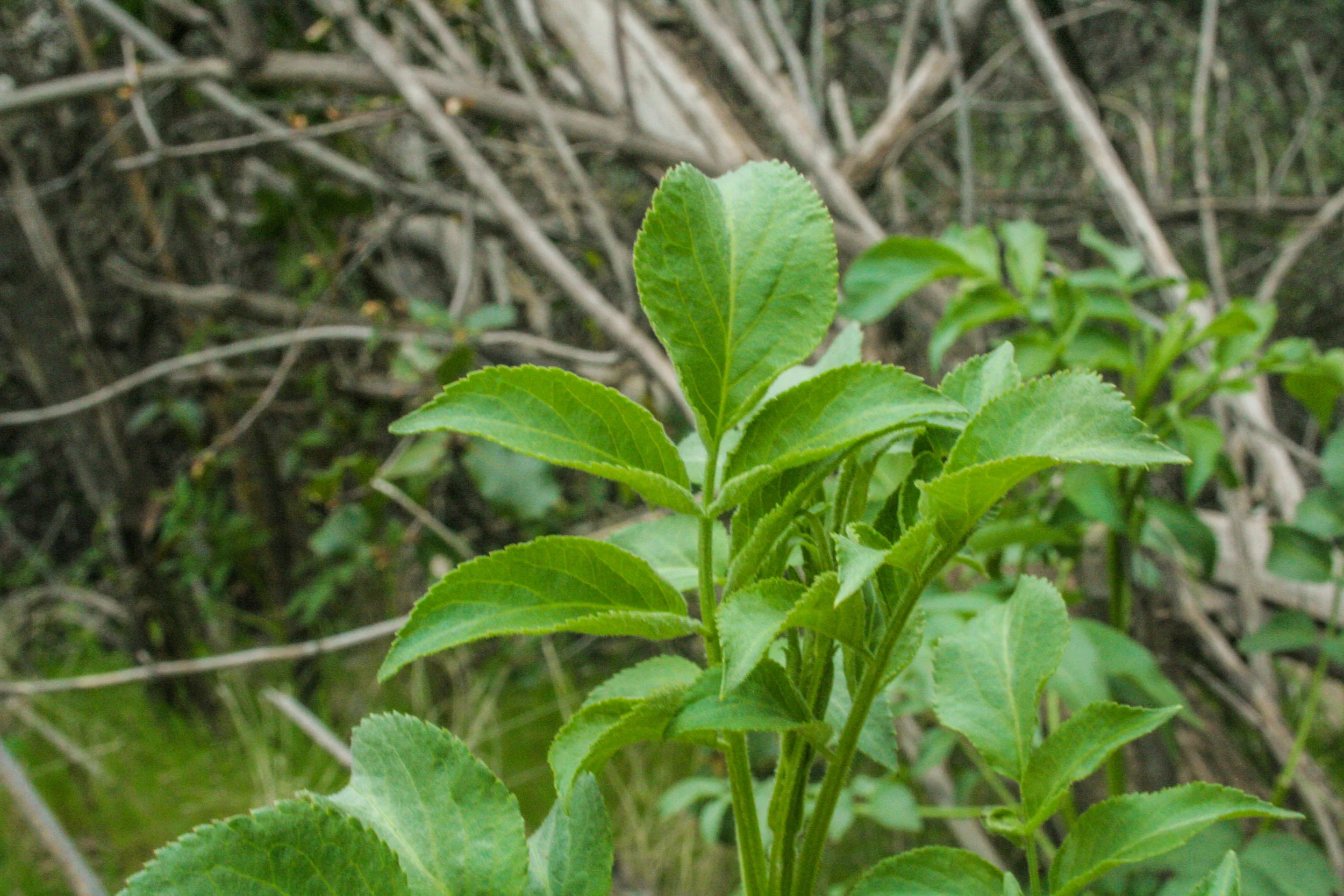 Elderberry leaves.