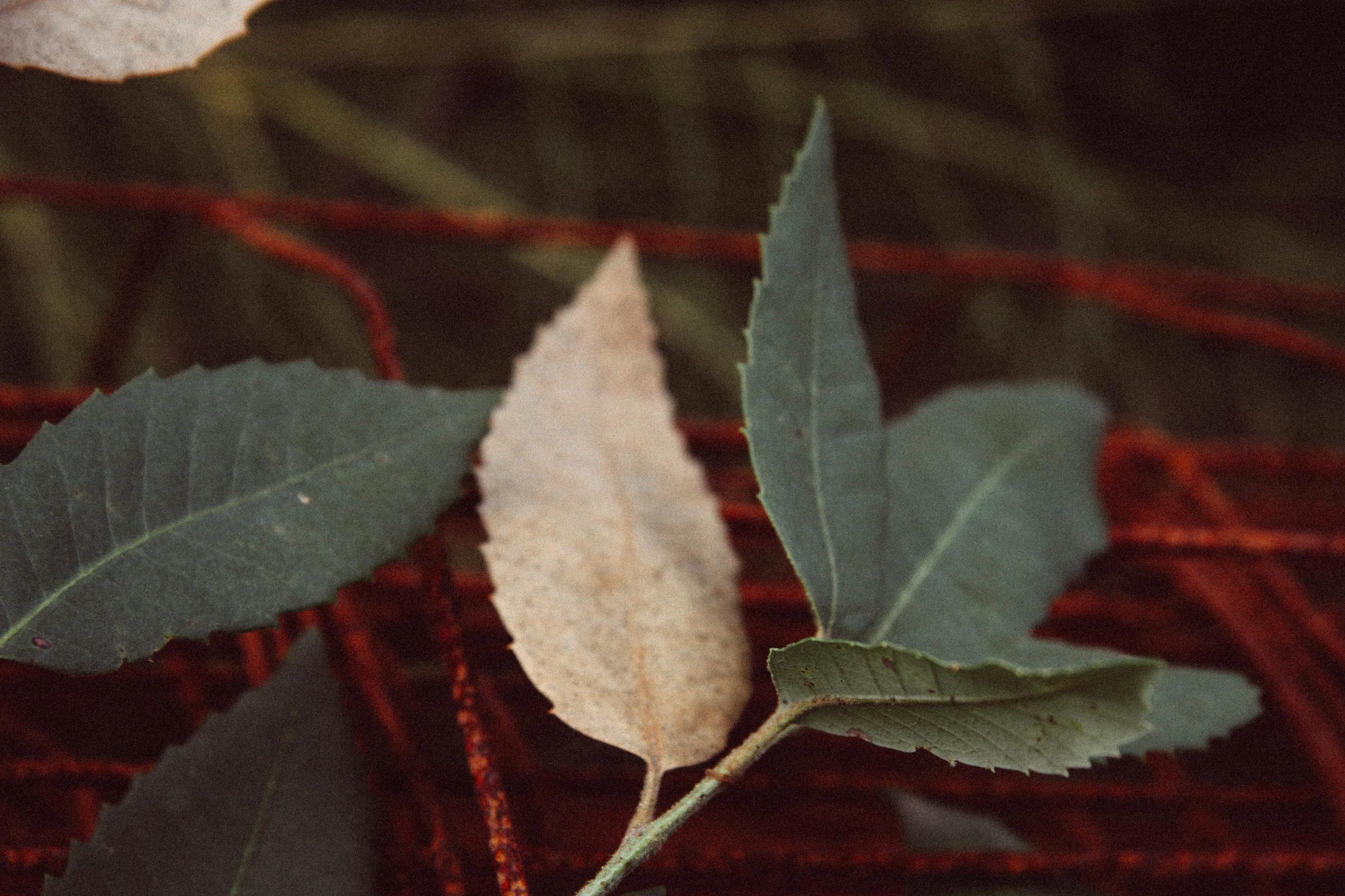 Inland subspecies of Tanback Oak, Notholithocarpus densiflorus var . echinoides (Fagaceae) The undersides of the leaves have scurfy hairs.