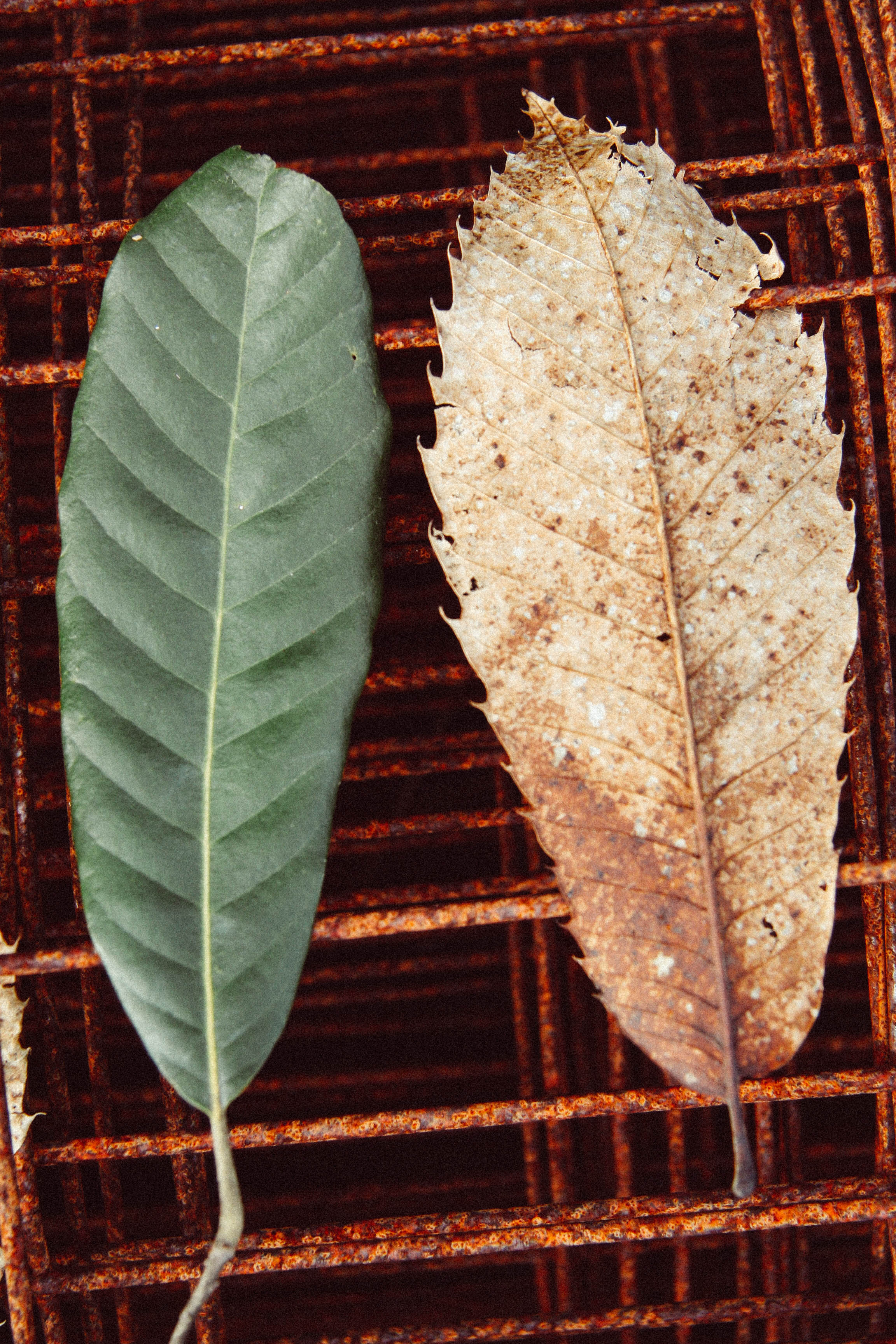 Tan Oak and Chestnut leaf comparison.