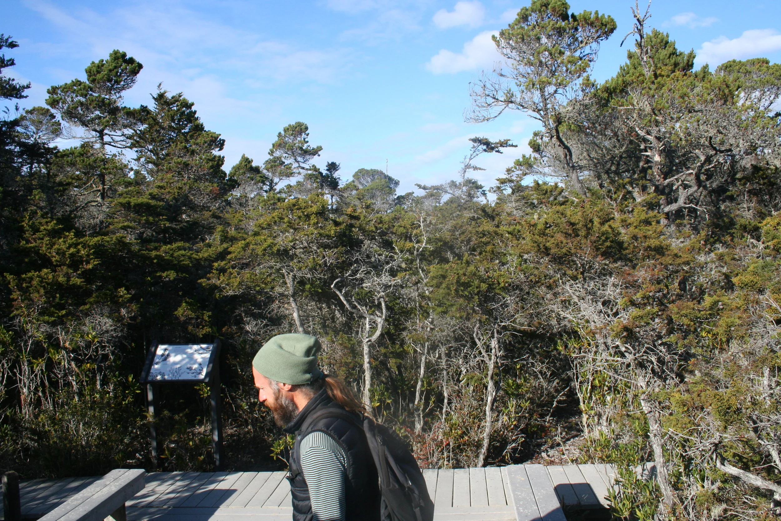 Ed in Pygmy Pine forest