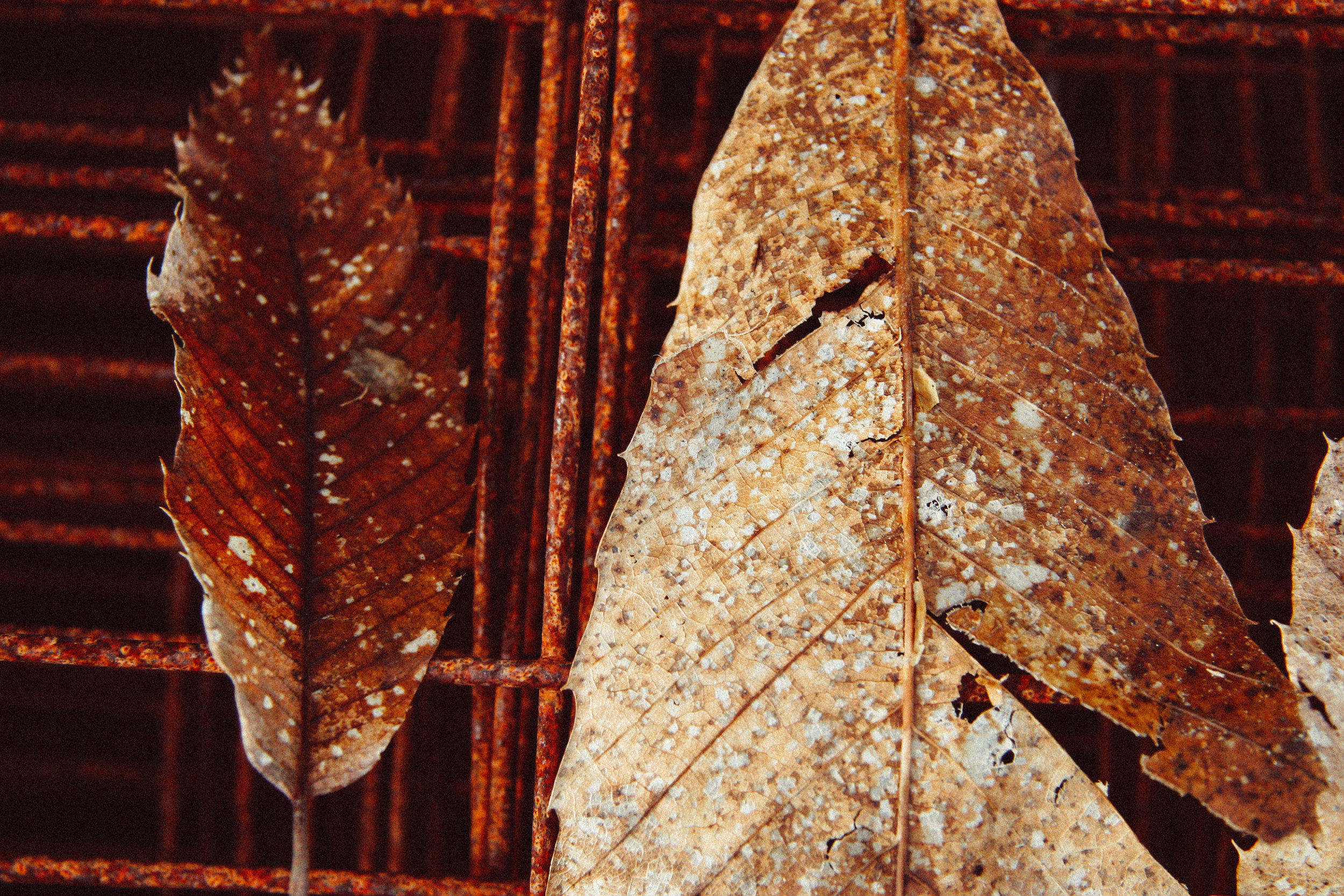 Chestnut leaf. I am unsure if it is an American Chestnut or some kind of Asian variety given it was planted during mining days and is not leafed out, thus I cannot properly key it out.