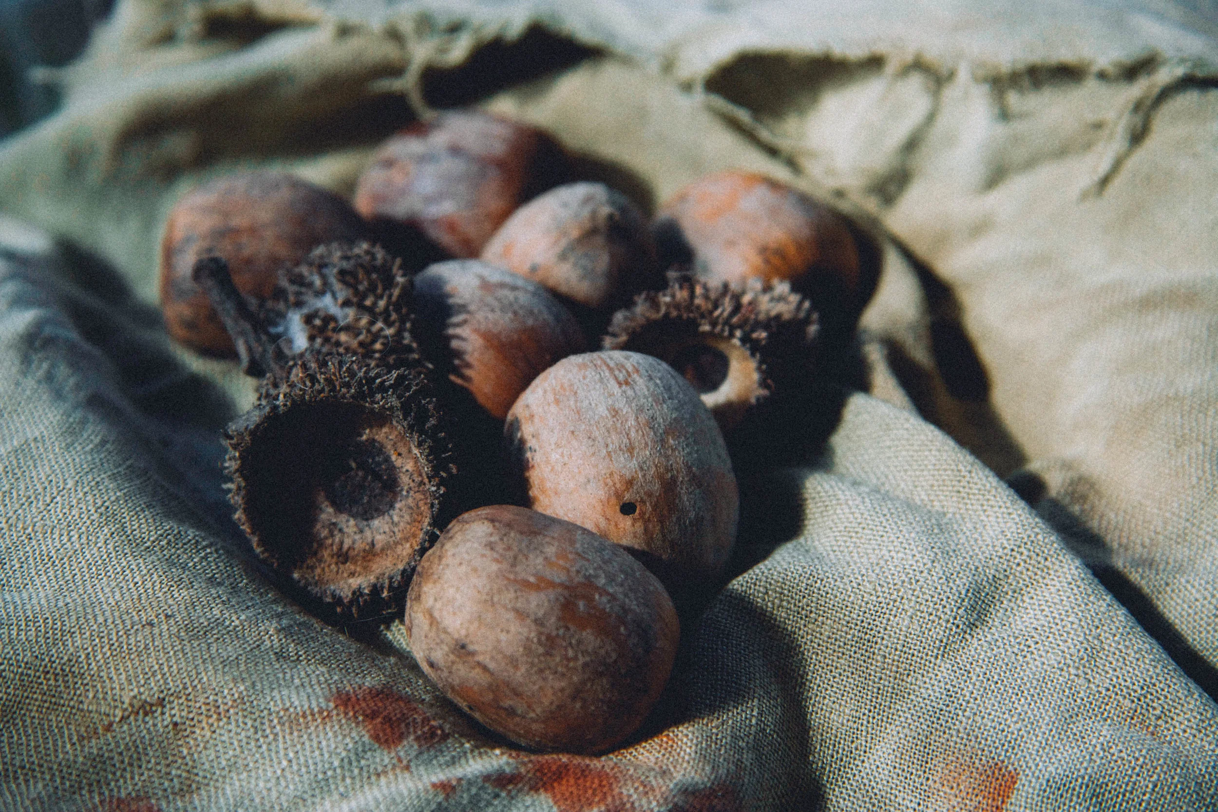 Tanbark cup and acorns.