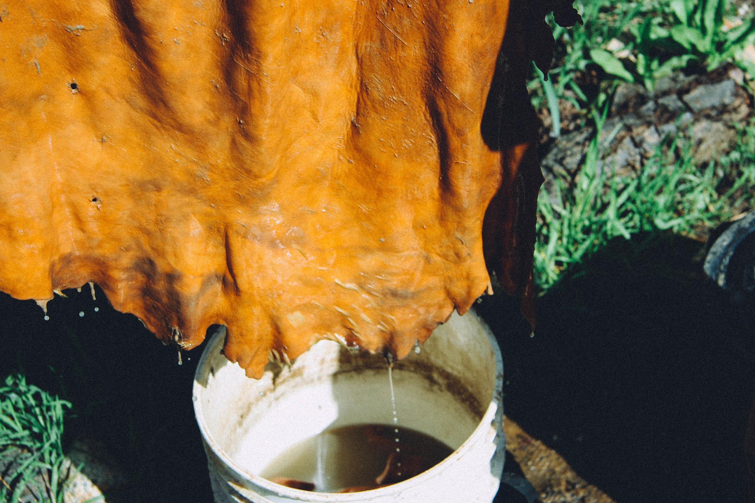 A vegetable/bark tanning hide in process. You can see some streaks and discoloration due to the hide not being stirred enough.