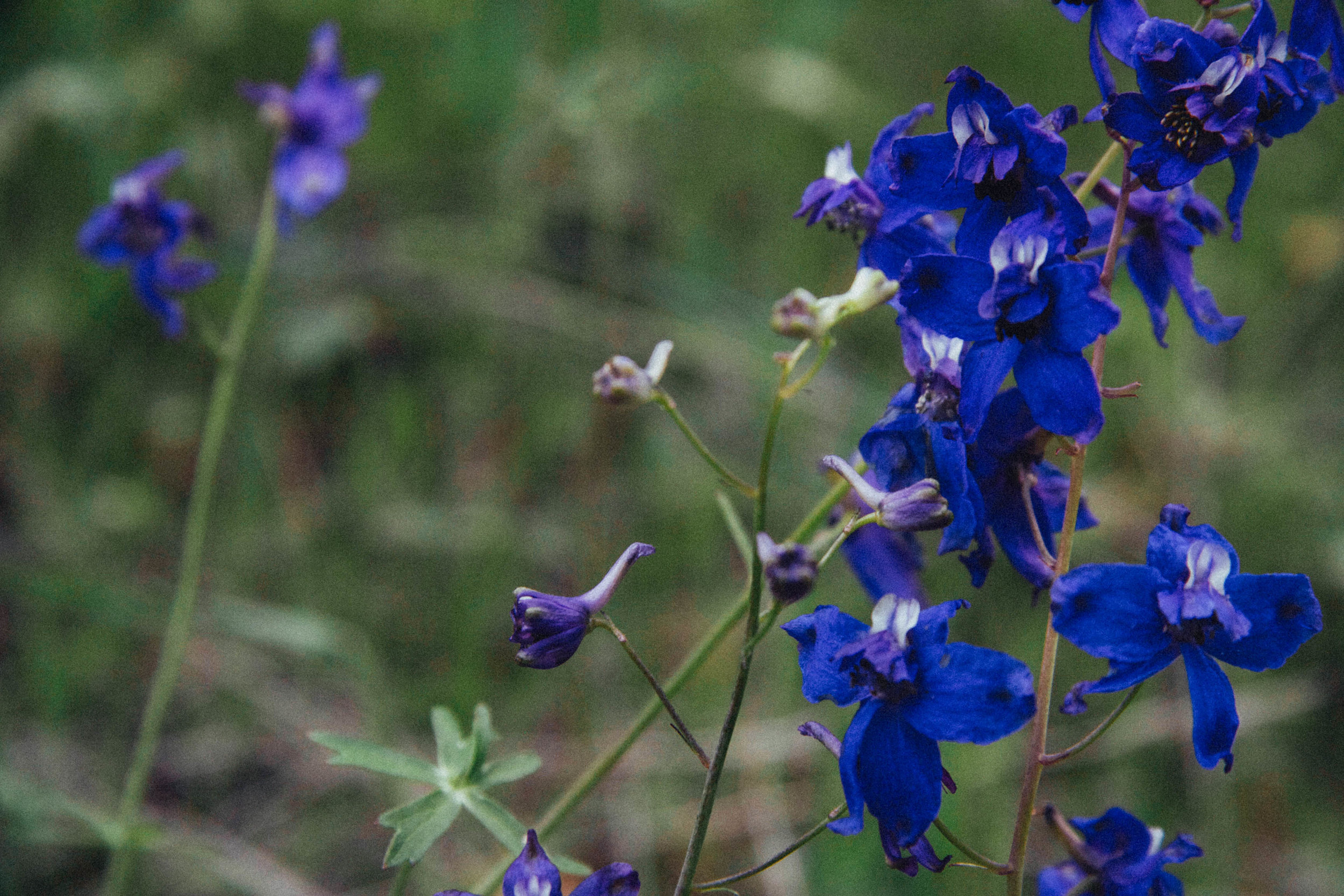 Larkspur, Delphinium nuttallianum (Ranunculaceae)
