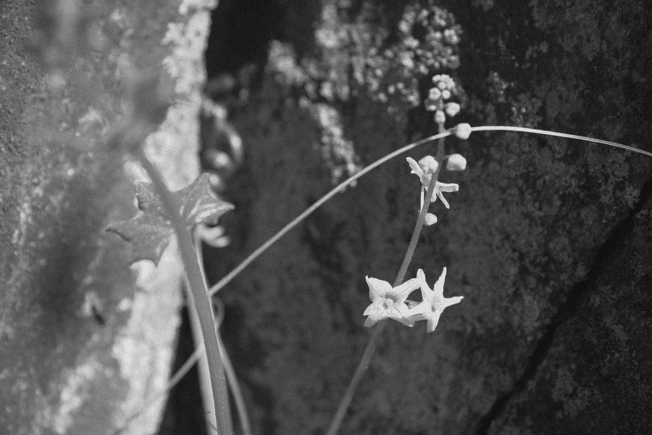 California Manroot, Marah fabaceus (Cucurbitaceae) this year.