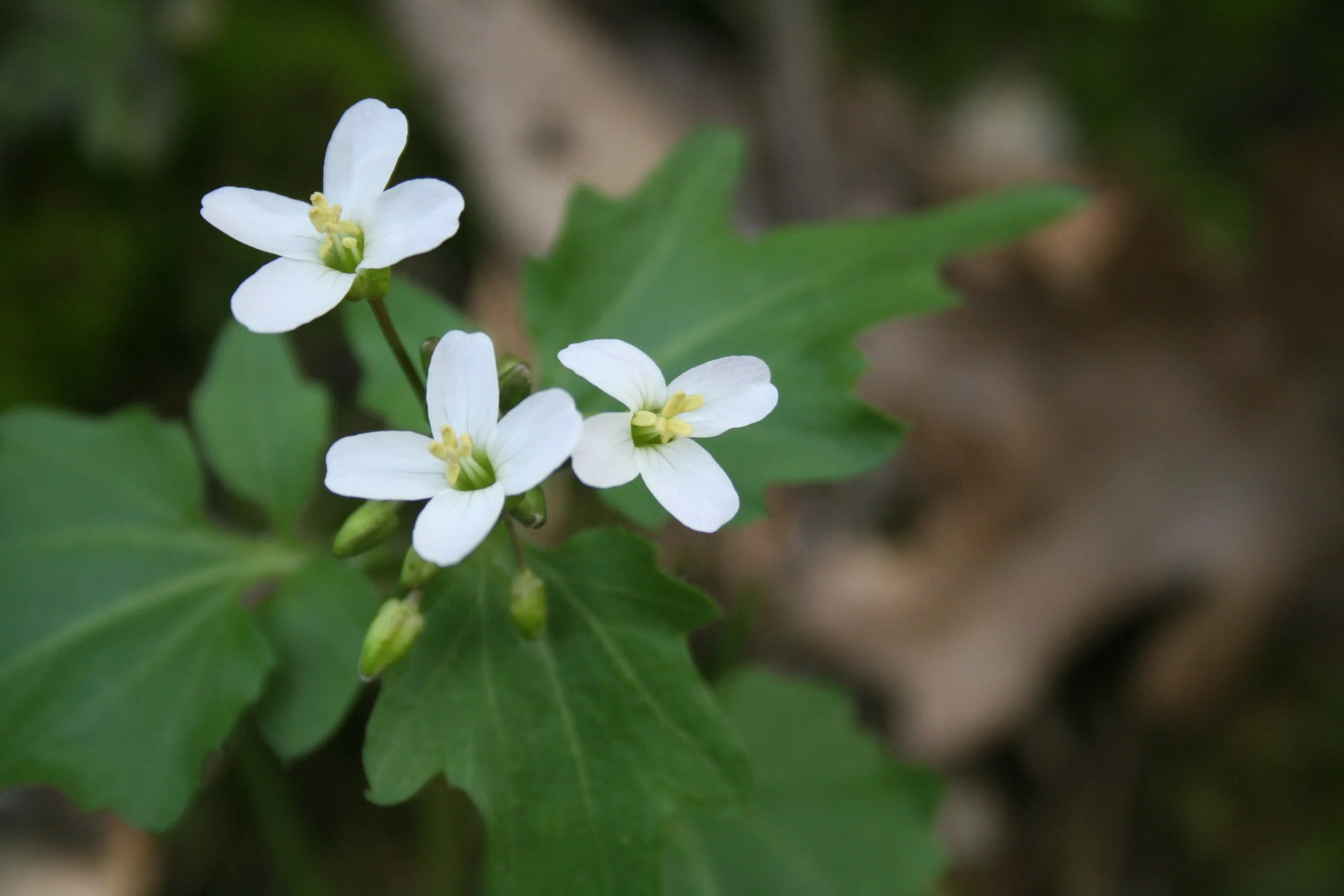 Stout-beaked Toothwort, Cardamine pachystigma (Brassicaceae)
