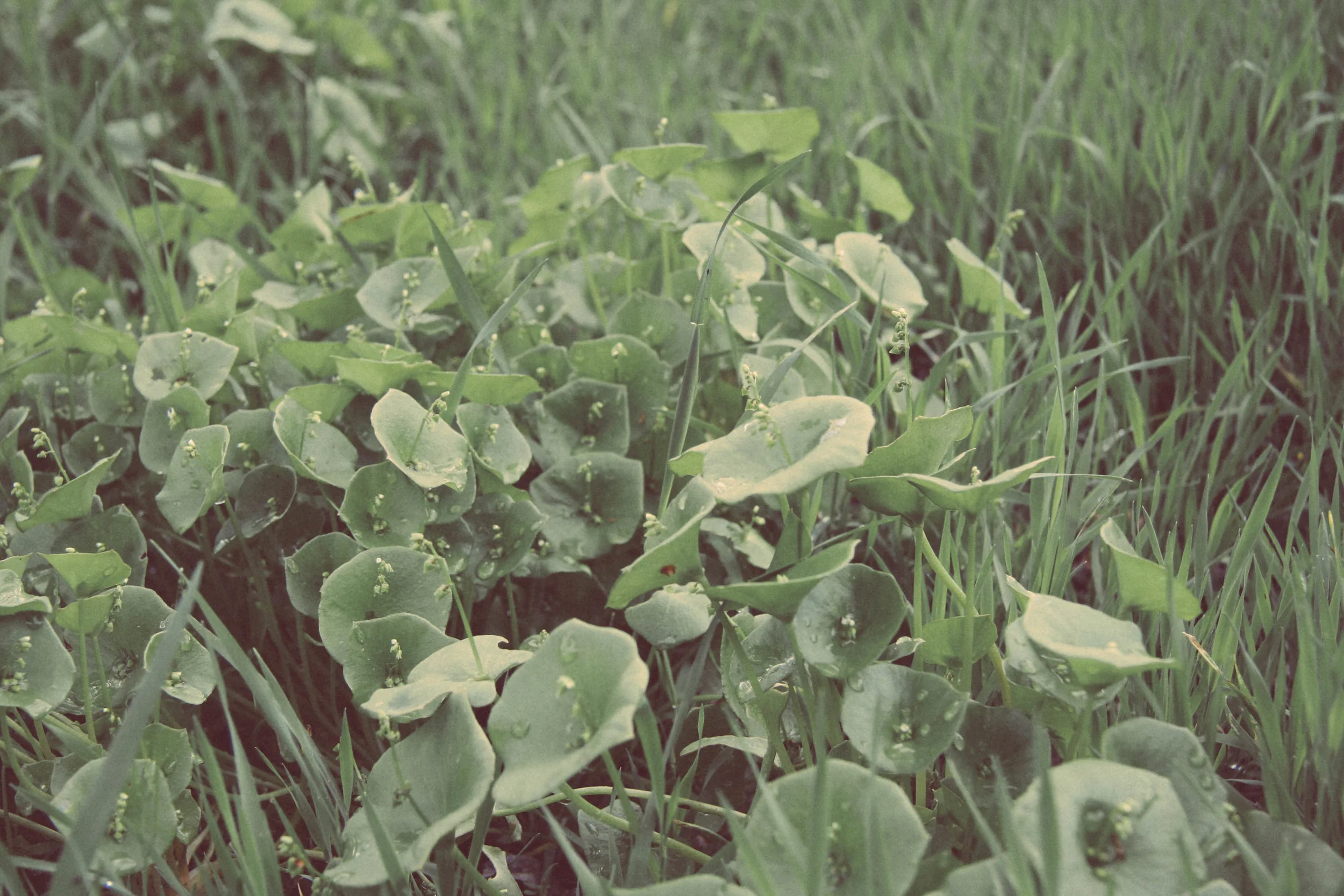 Miner's Lettuce.