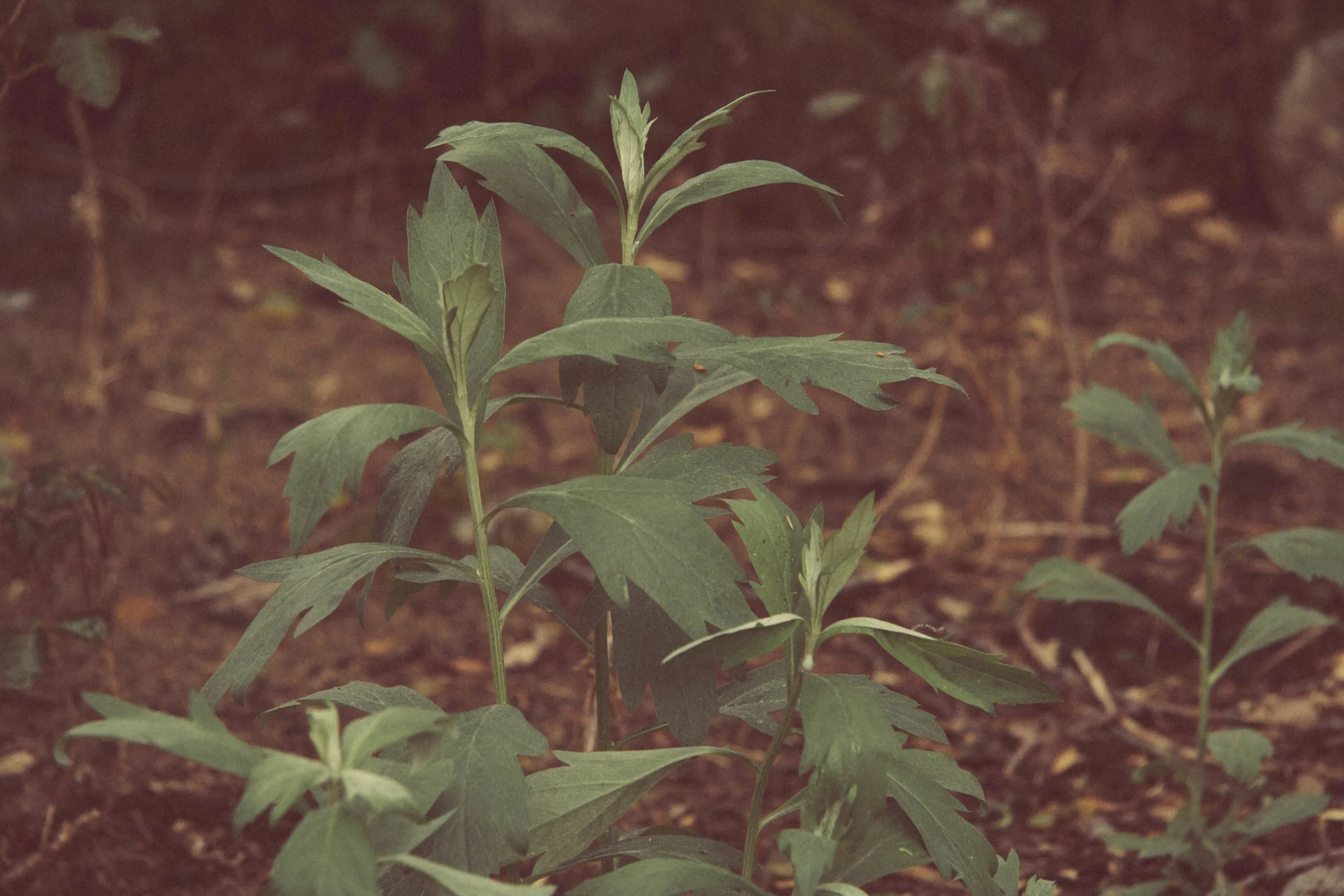 California mugwort along the river
