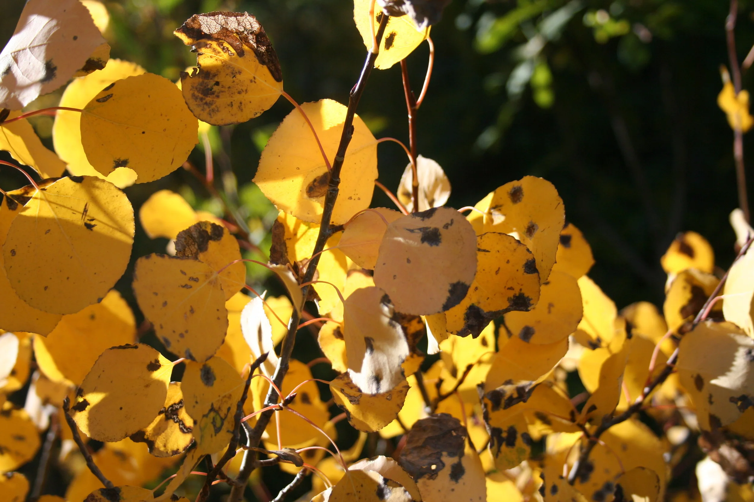 Cottonwoods at high elevation in the Grand Tetons, WY (aspens)