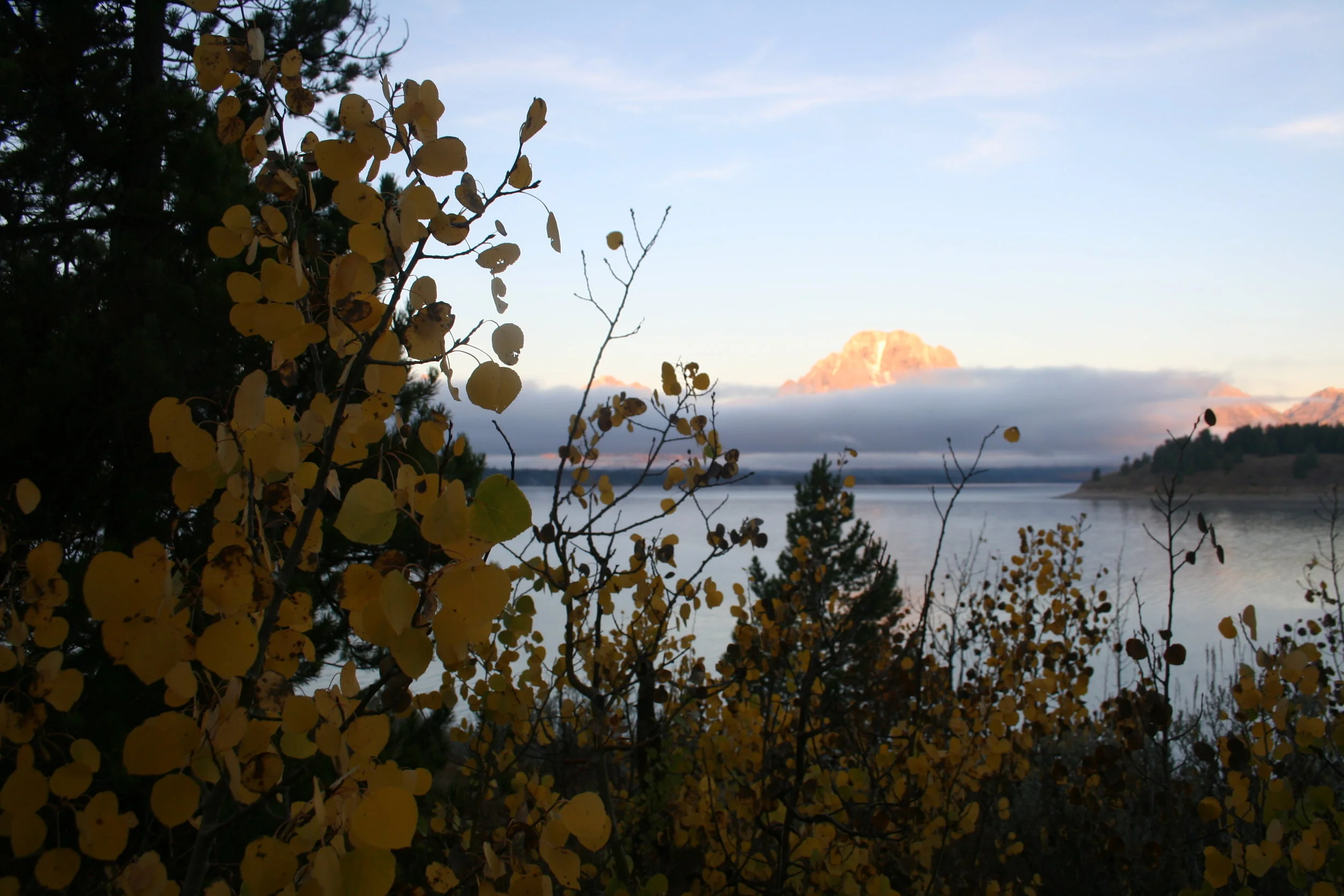 Cottonwood by the lake, camping in the Grand Tetons, WY (I call all the Populus species Cottonwood)