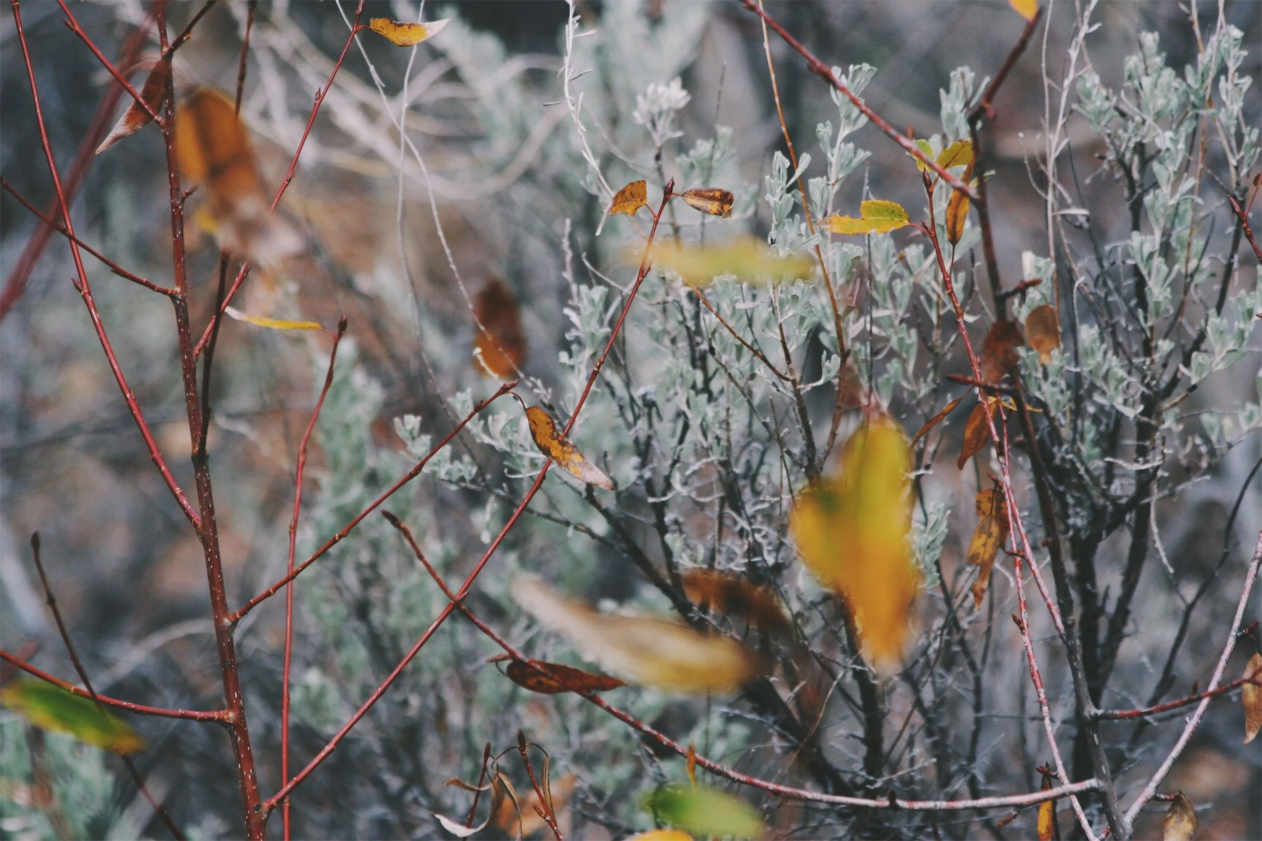 Cottonwood / Willow / Sagebrush