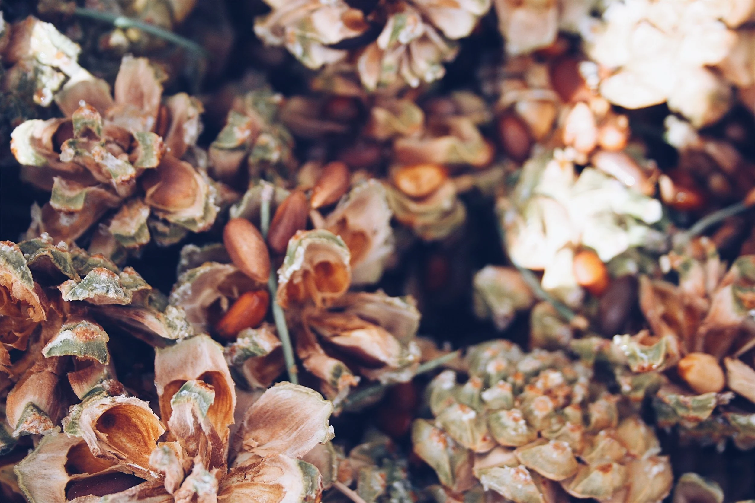 Pinyon Pine cones.-Two-needled variety.