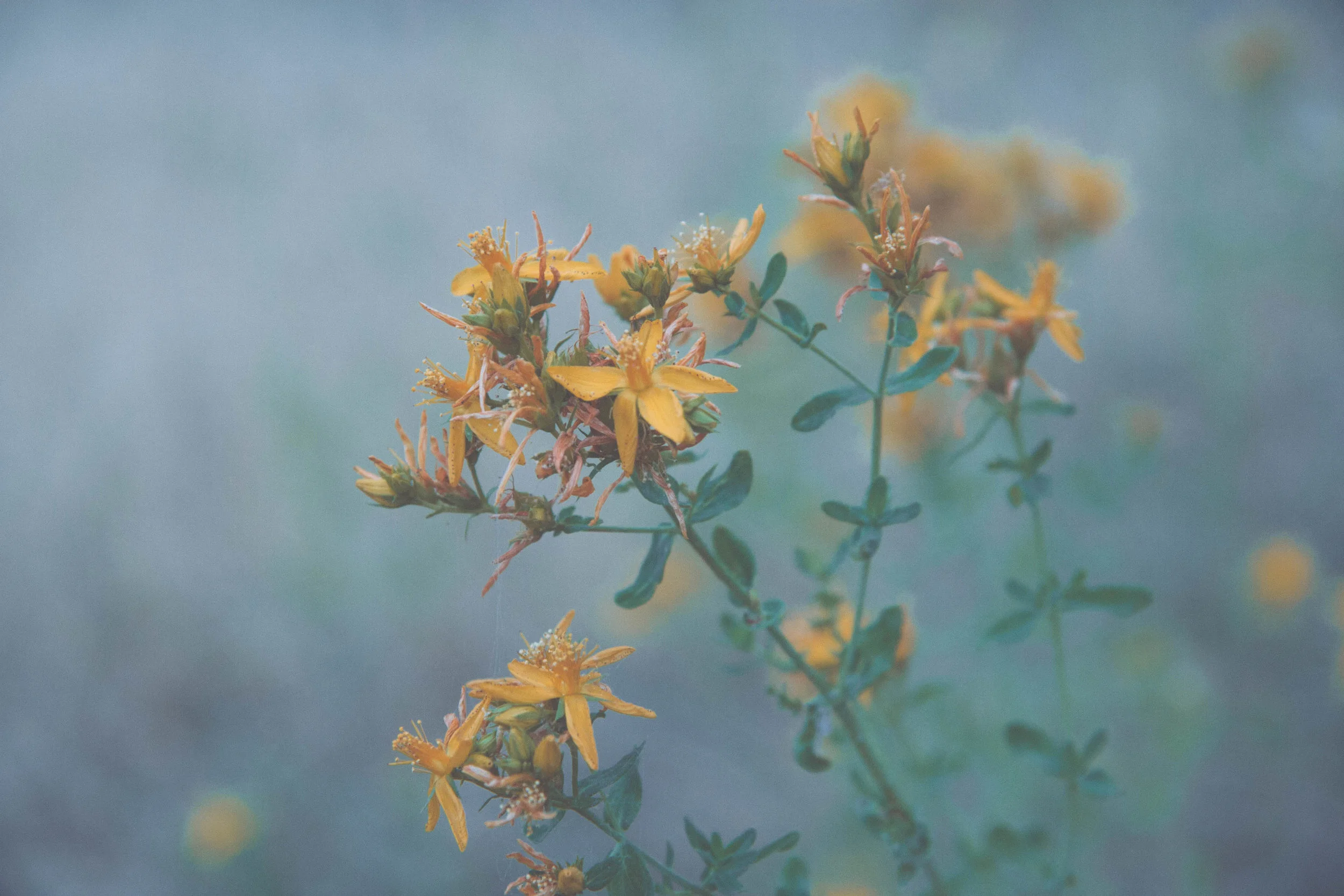 St. John's Wort.