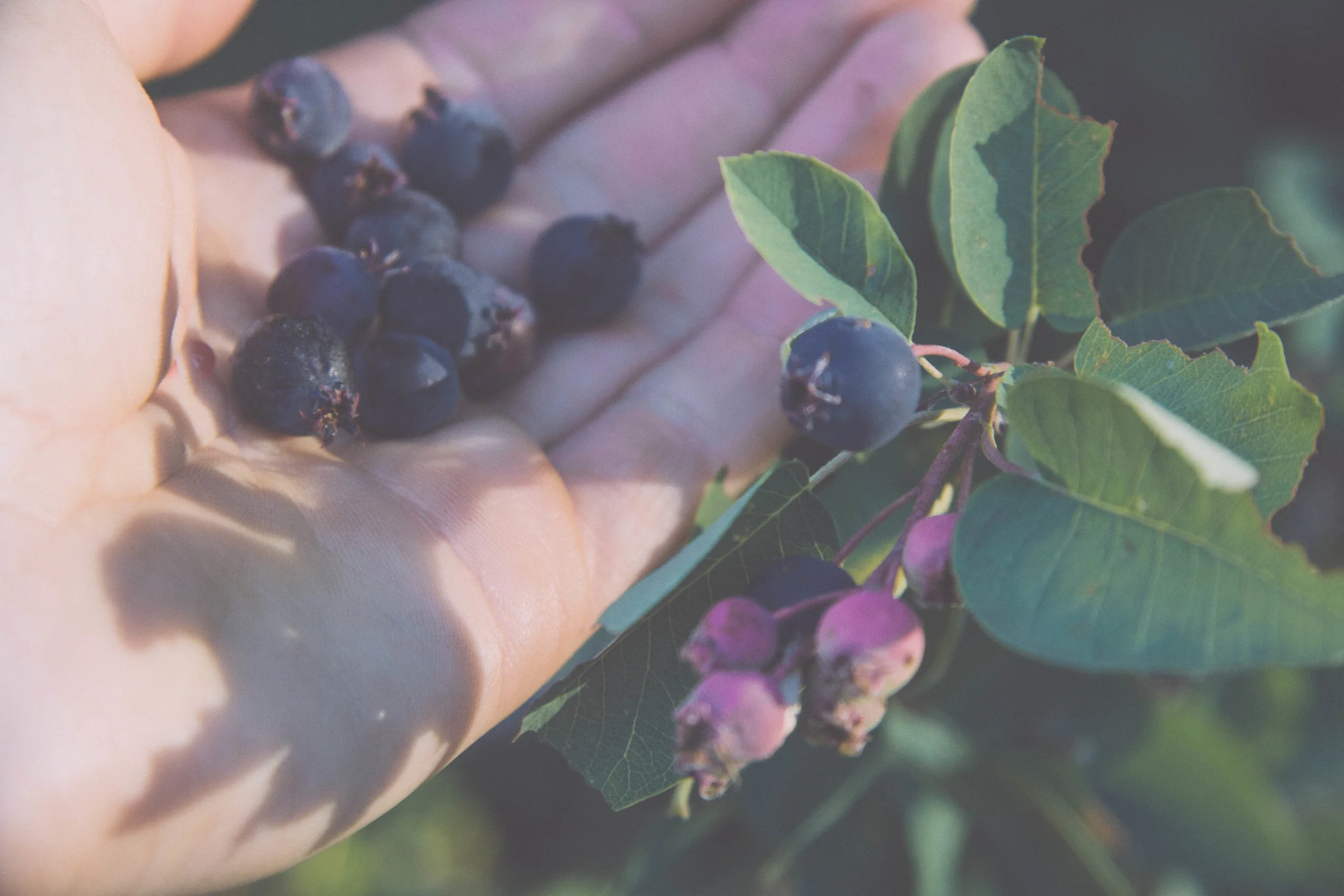 Serviceberry.
