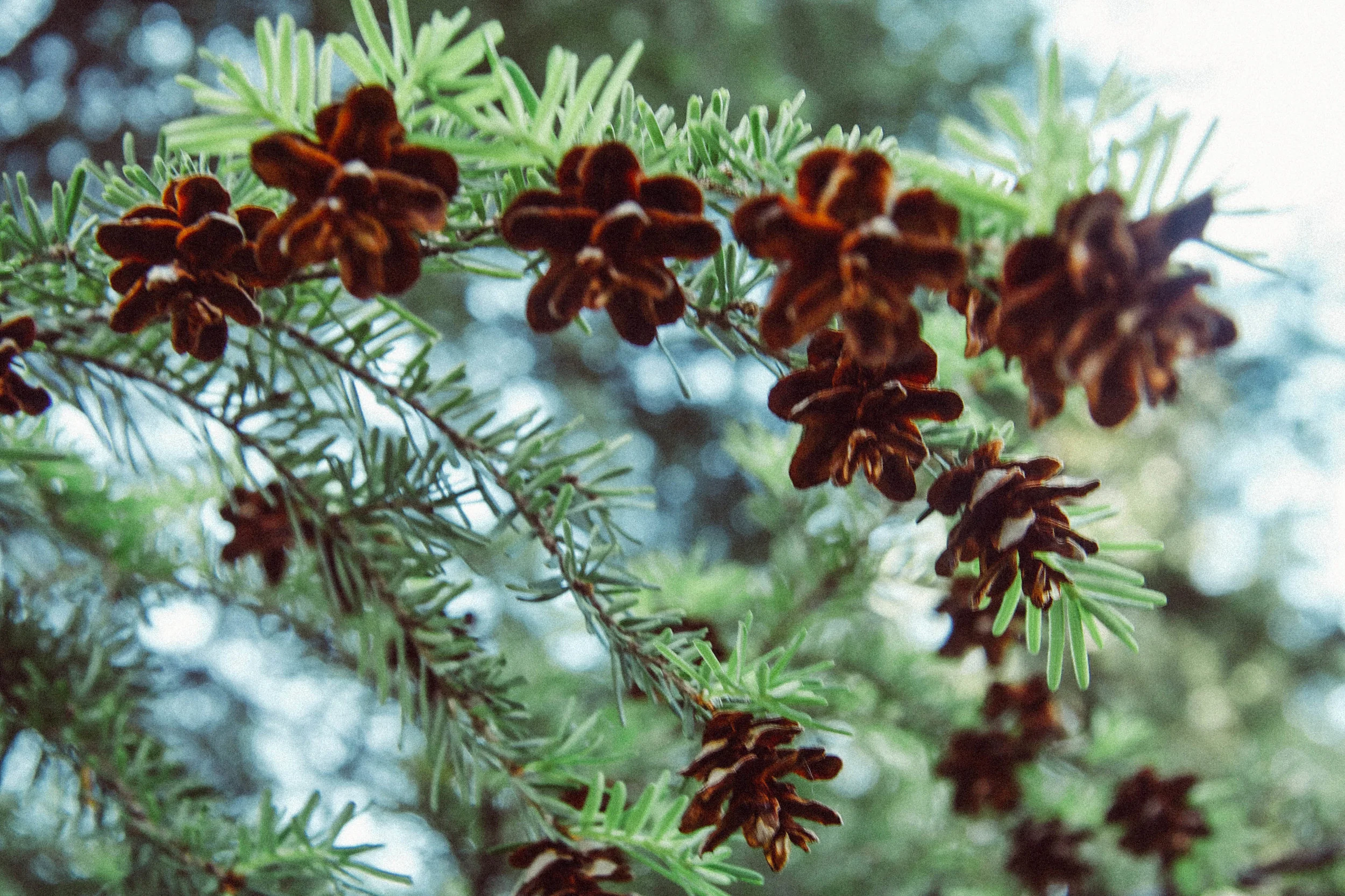 WESTERN HEMLOCK.