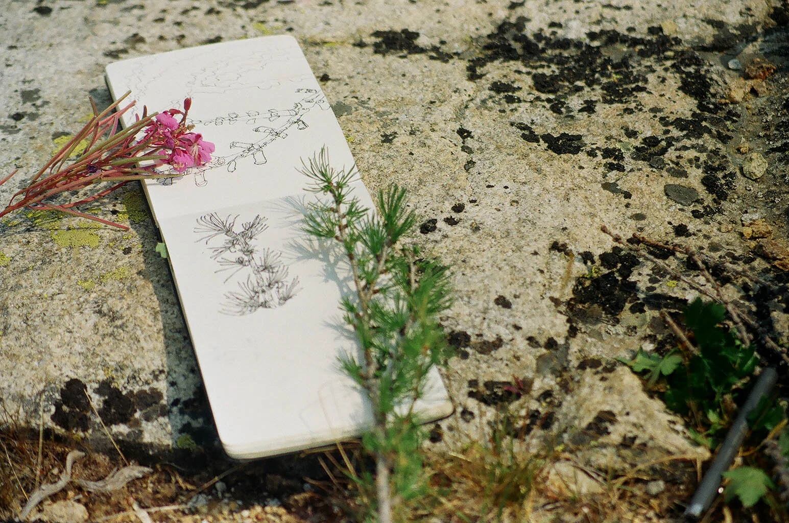 Shots of botanical drawing on the Signal Fire WOS trip, Pentax film.