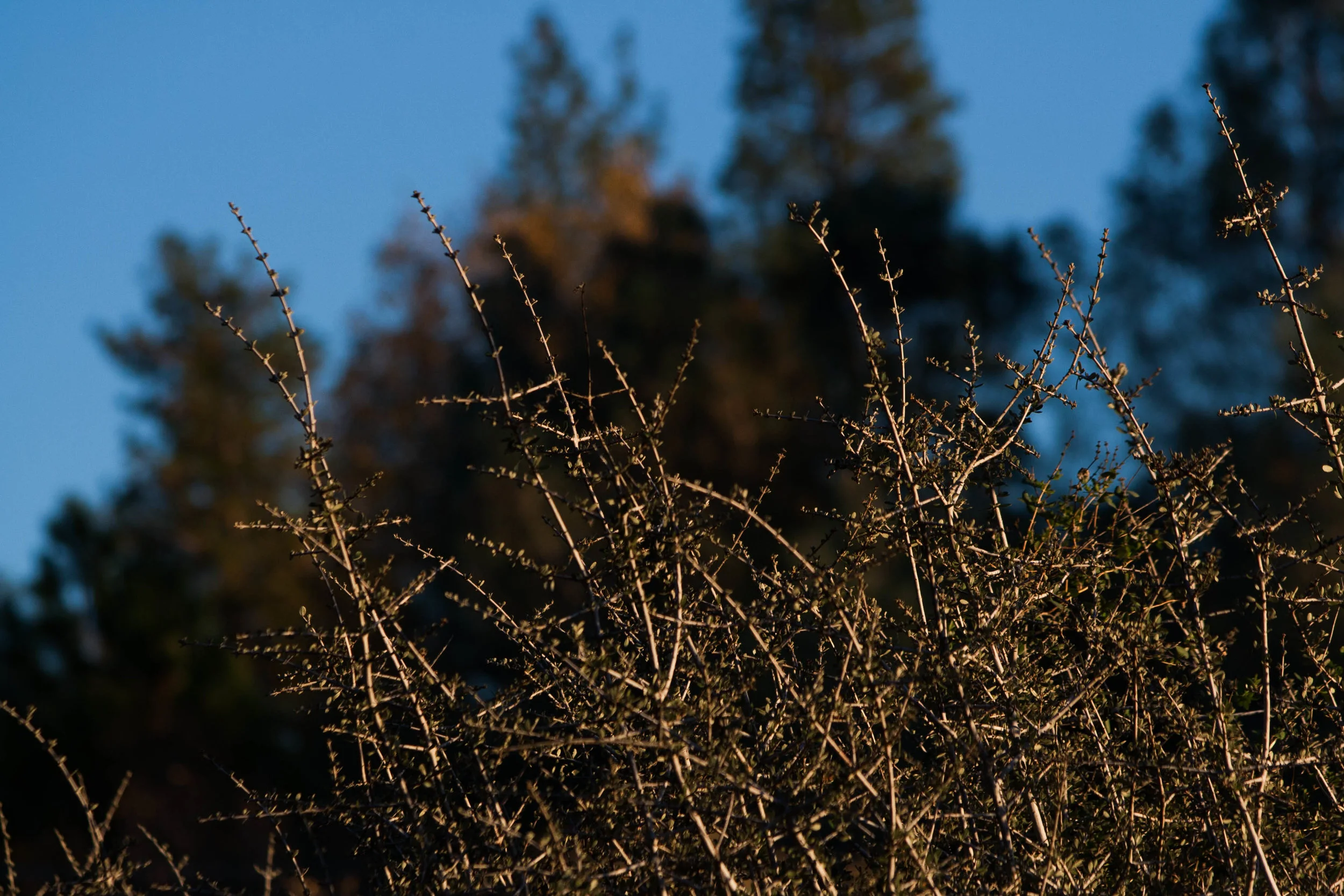 Pretty sure this is Ceanothus cuneatus growing in a Chaparral community on land that burned about 20 years ago.
