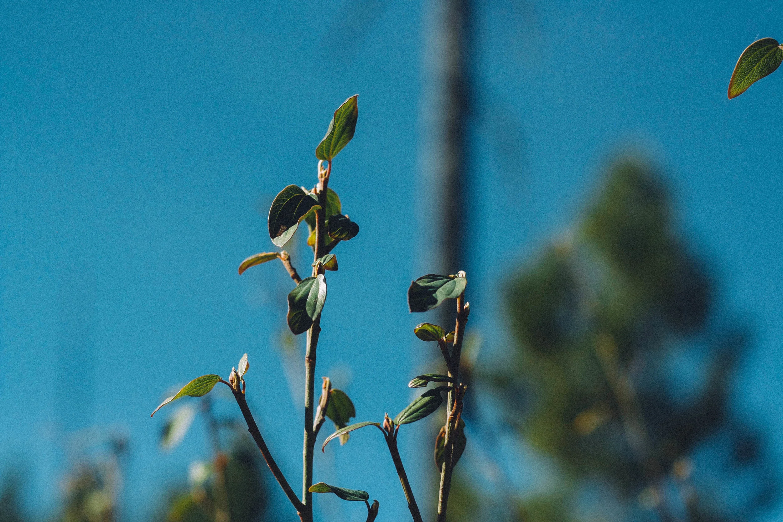 'The Redroots,' Ceanothus: A Plant Profile — of sedge & salt