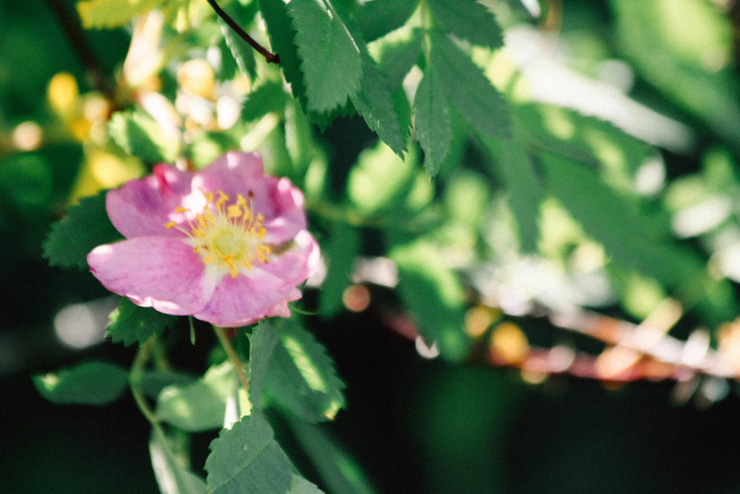 Rosa woodsii? in the Rocky Mountains of Colorado, 2017.