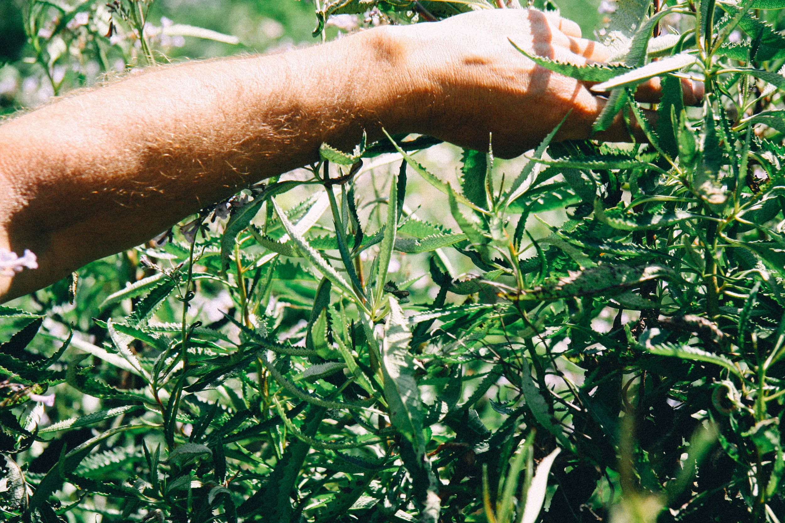 Harvesting Yerba Santa in Spring, Rough and Ready, CA, 2017.