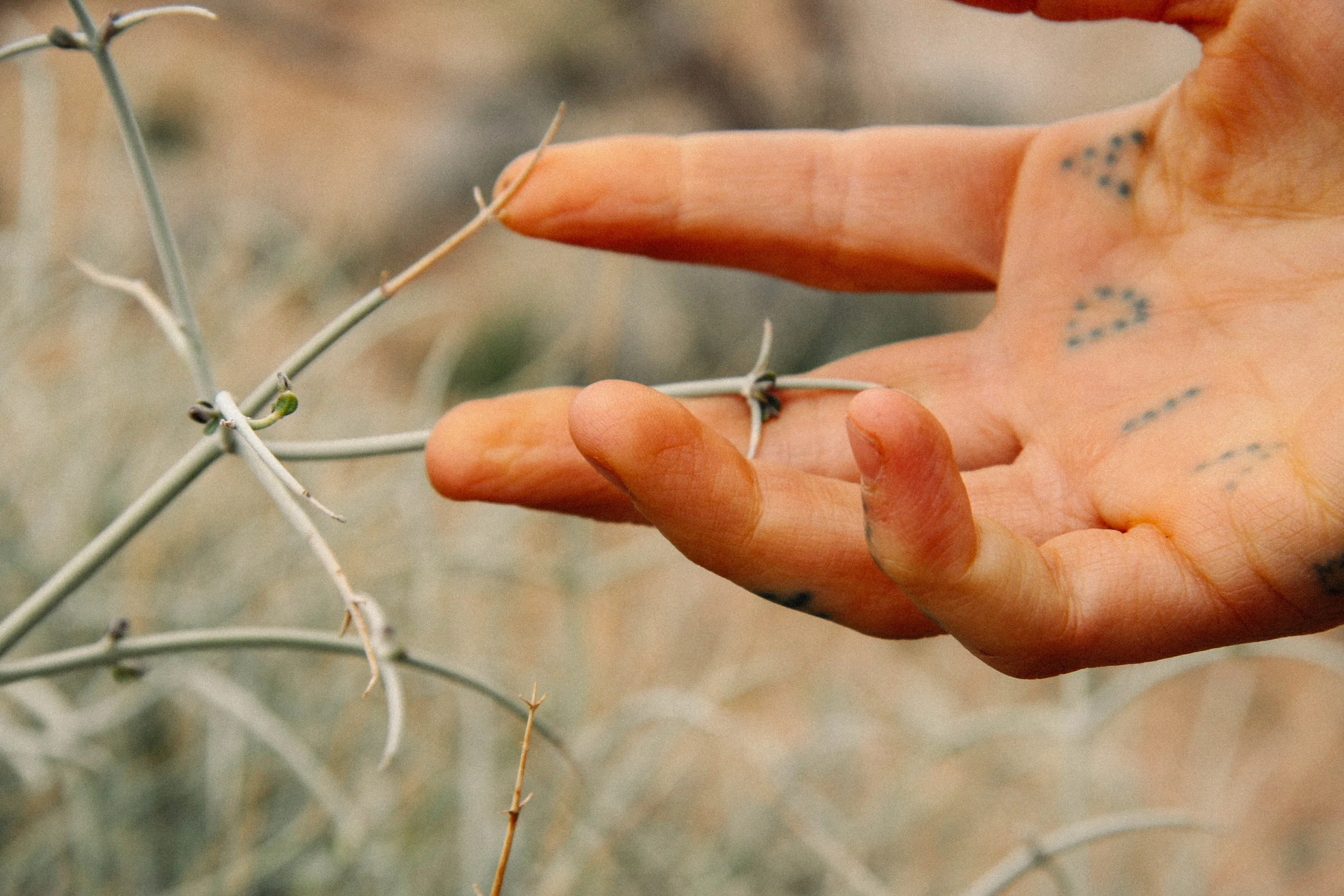 Peri showing me a desert Scutellaria species