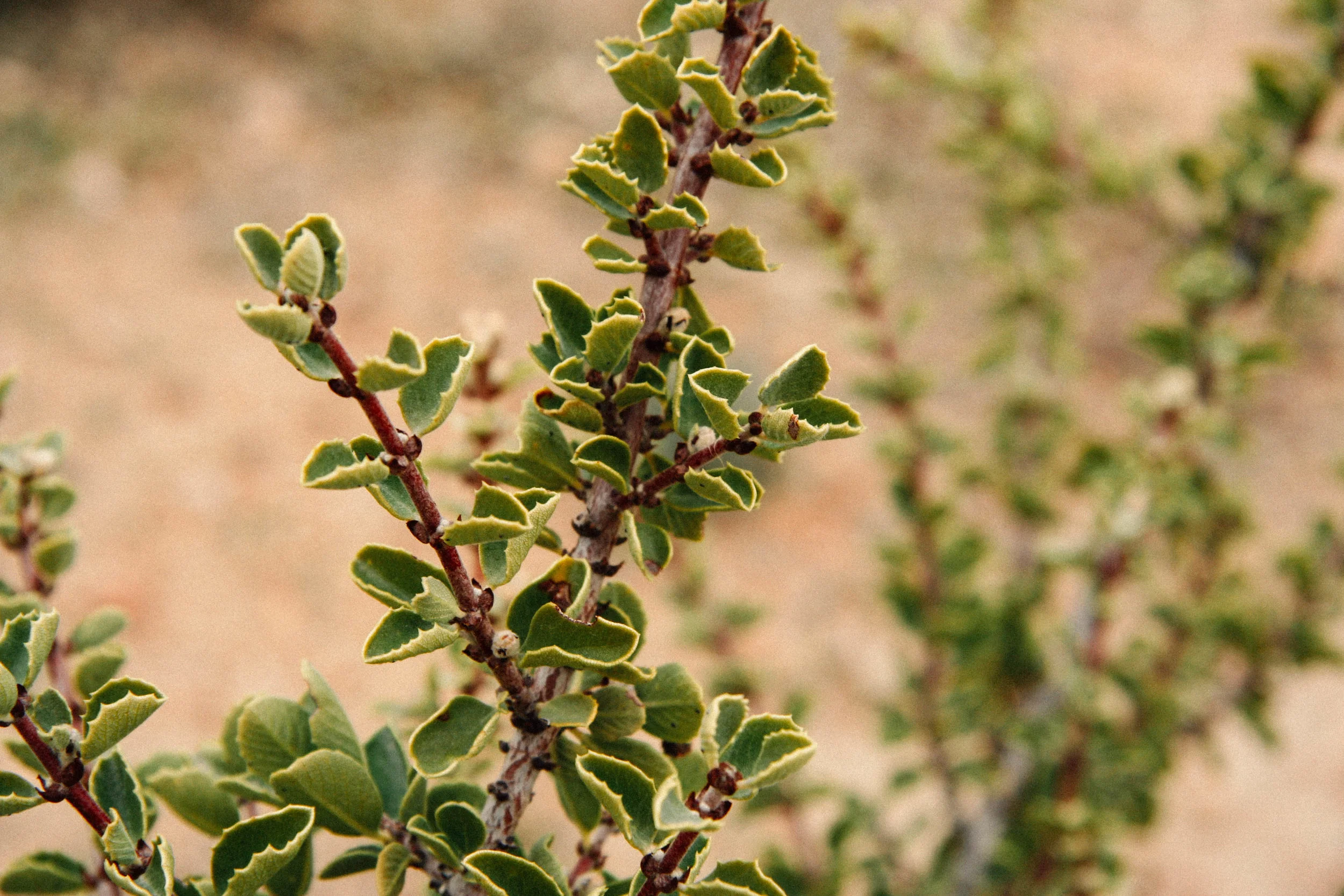 Peri Lee and Ceanothus greggii, near Pioneertown, CA